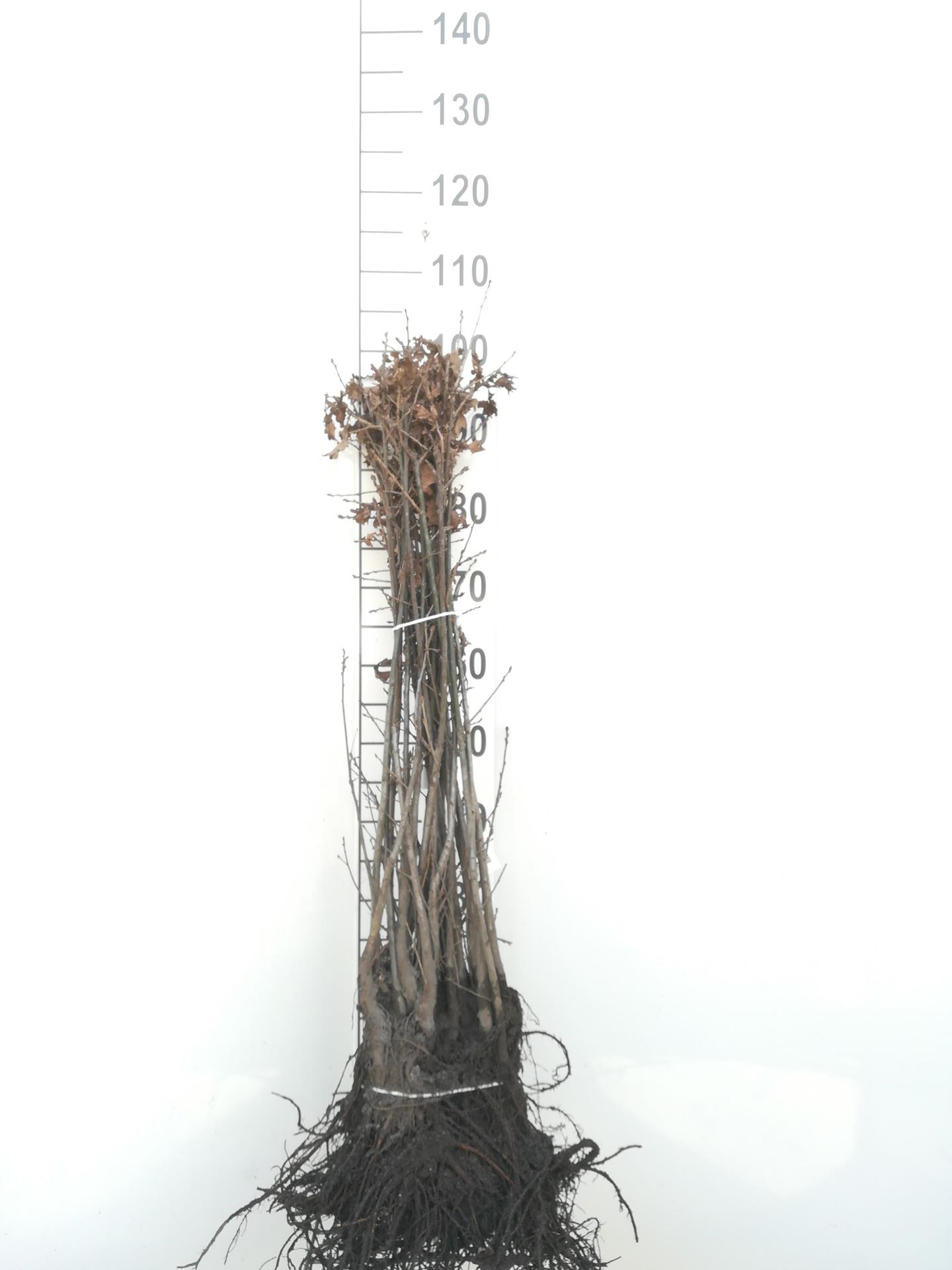 Quercus robur - blote wortel - 60-90 cm - Zomereik afbeelding