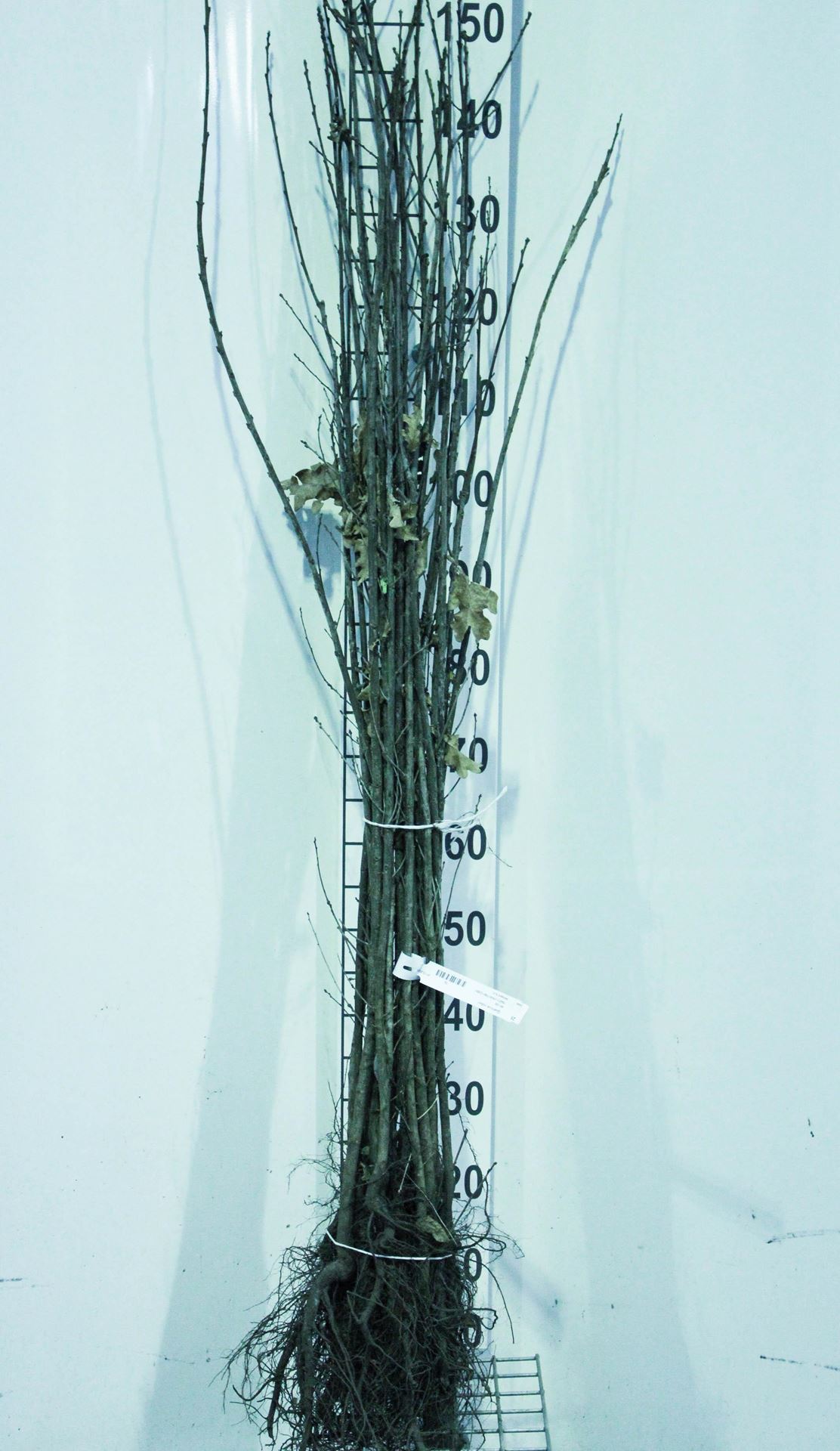Quercus robur - blote wortel - 90-120 cm afbeelding