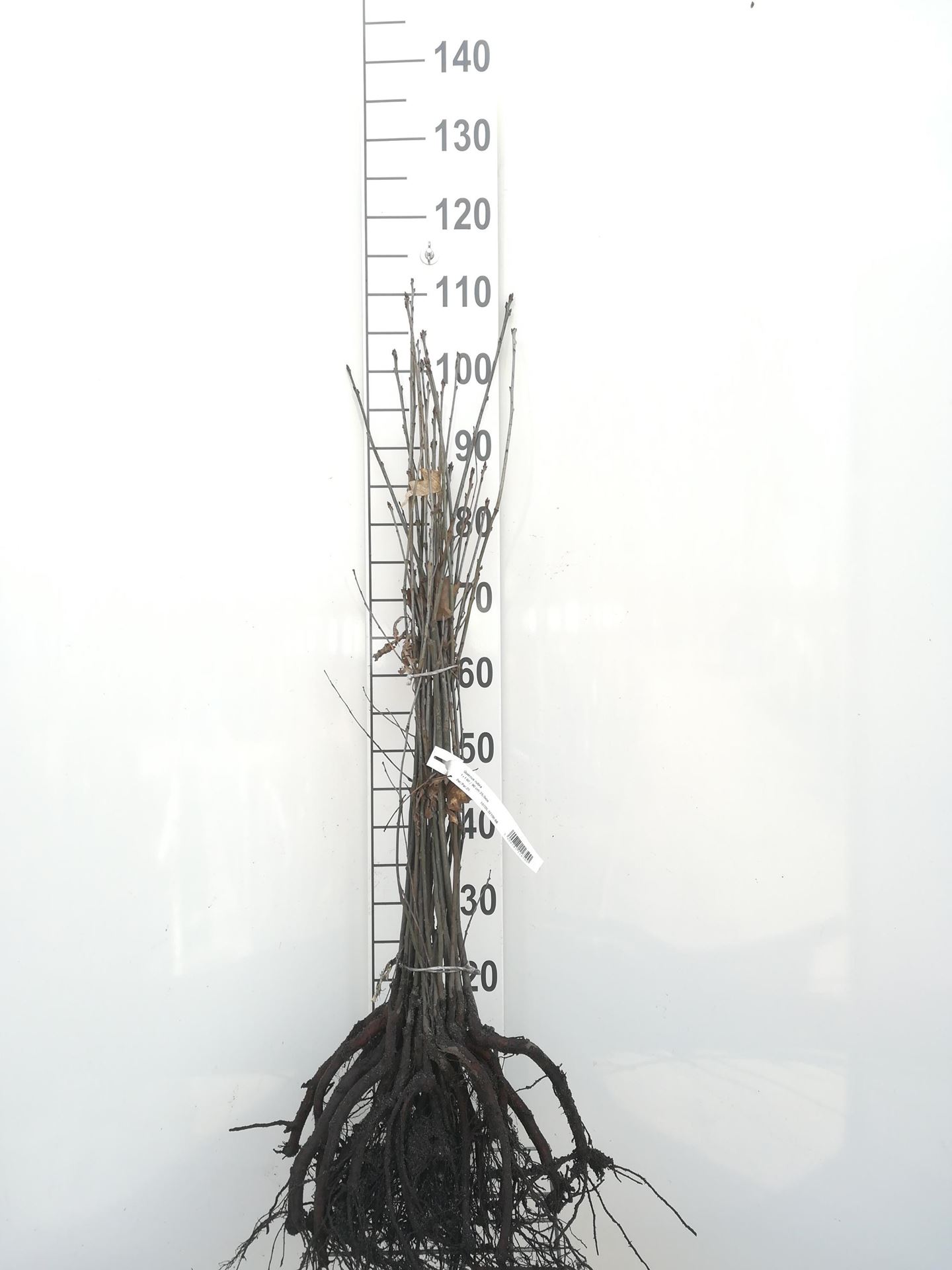 Quercus rubra - blote wortel - 60-90 cm afbeelding