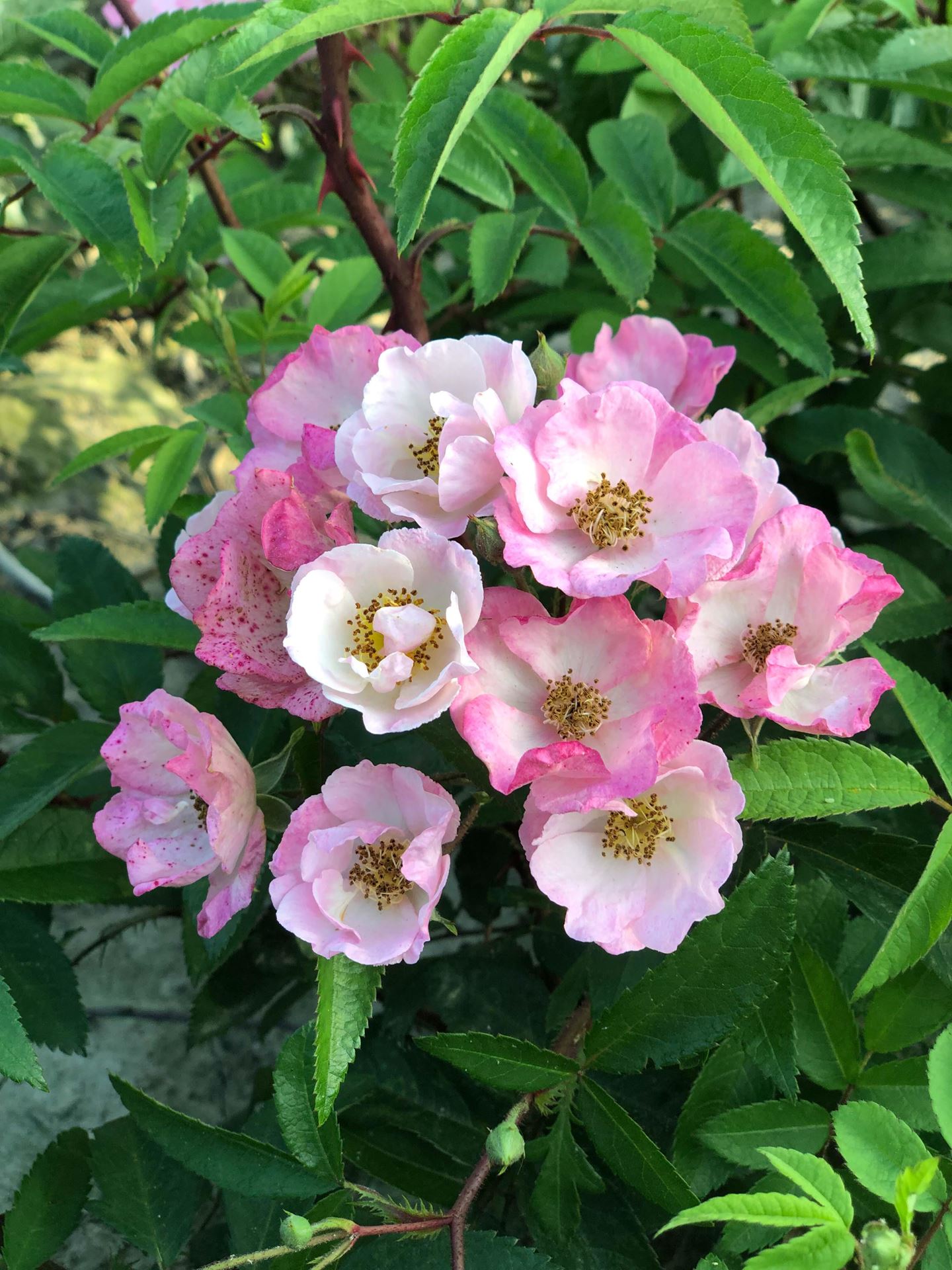 Rosa'Lengrati'(Alden Biesen) - blote wortel afbeelding