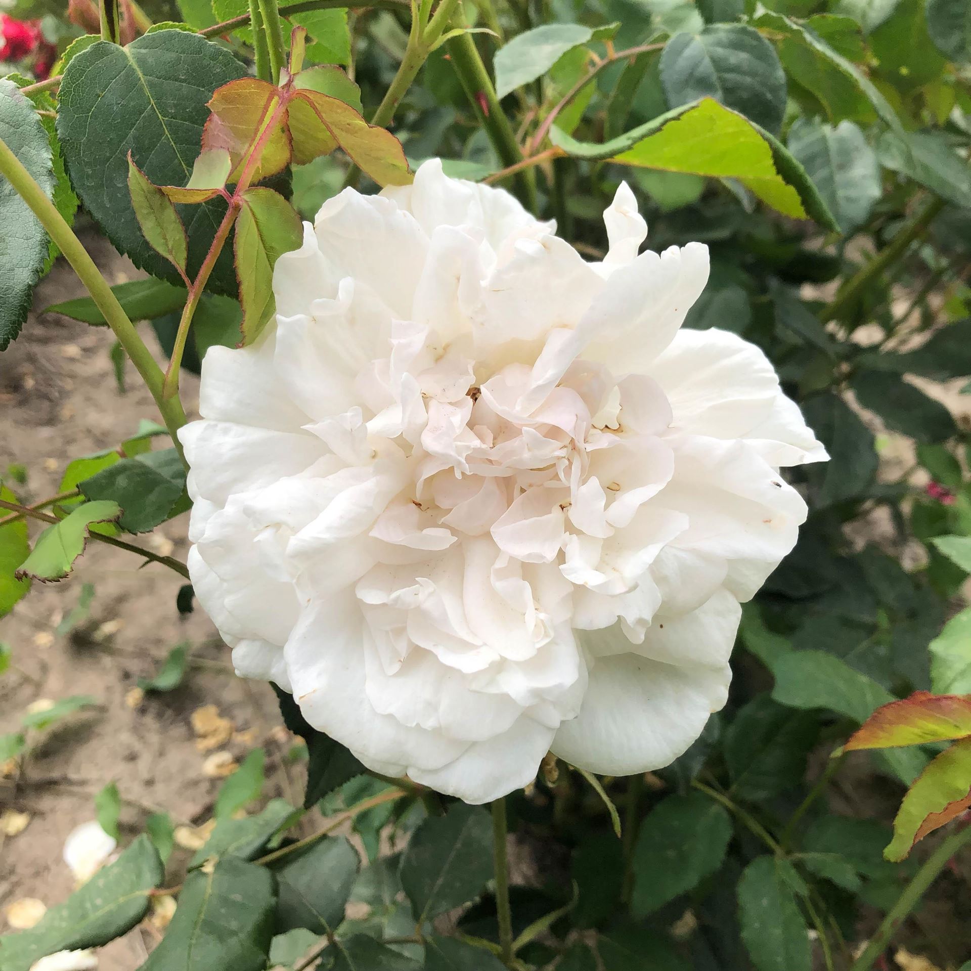 Rosa'Mme Alfred Carrière'- pot - klimroos afbeelding