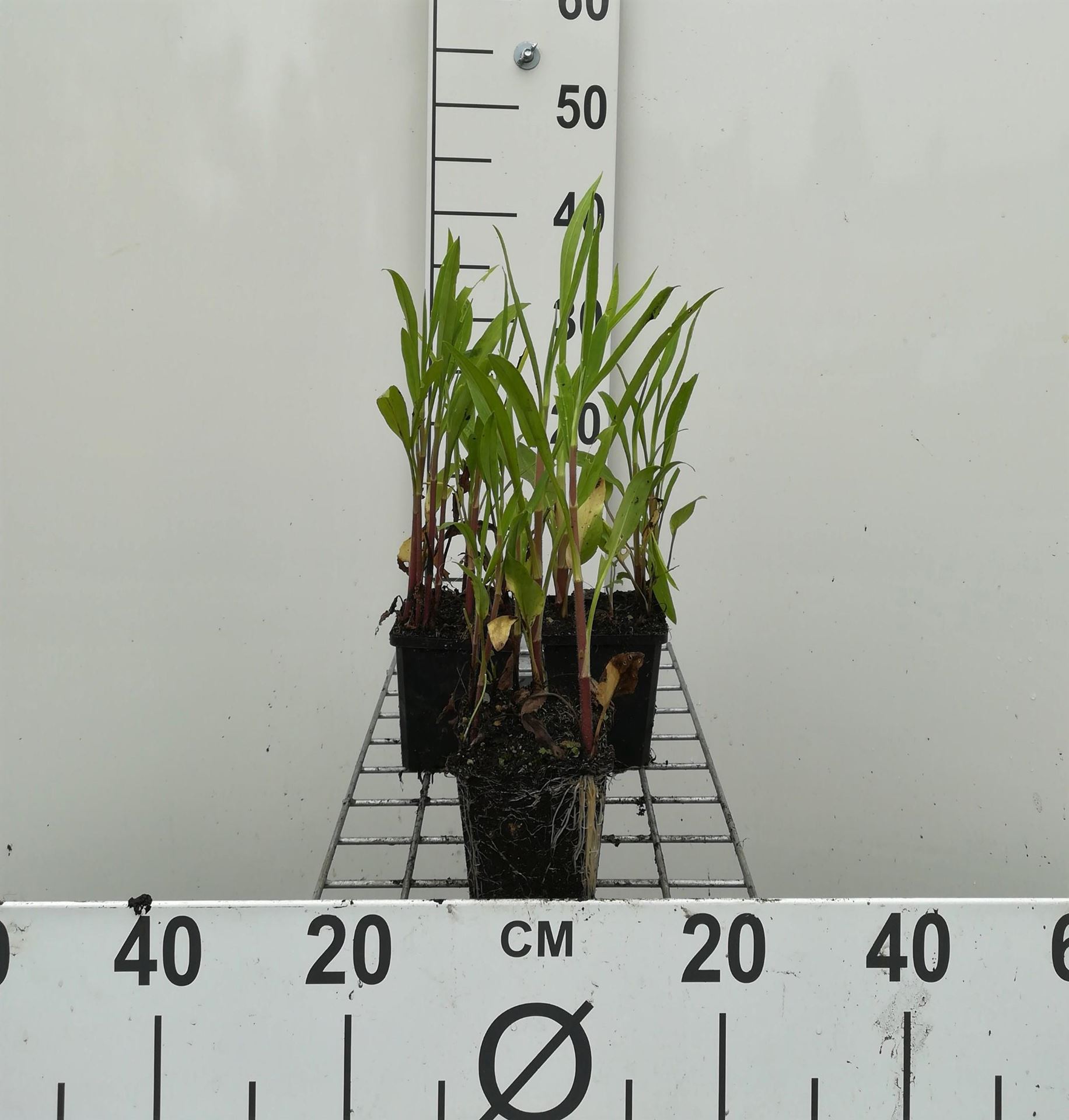 Ranunculus lingua - pot 9x9 cm afbeelding