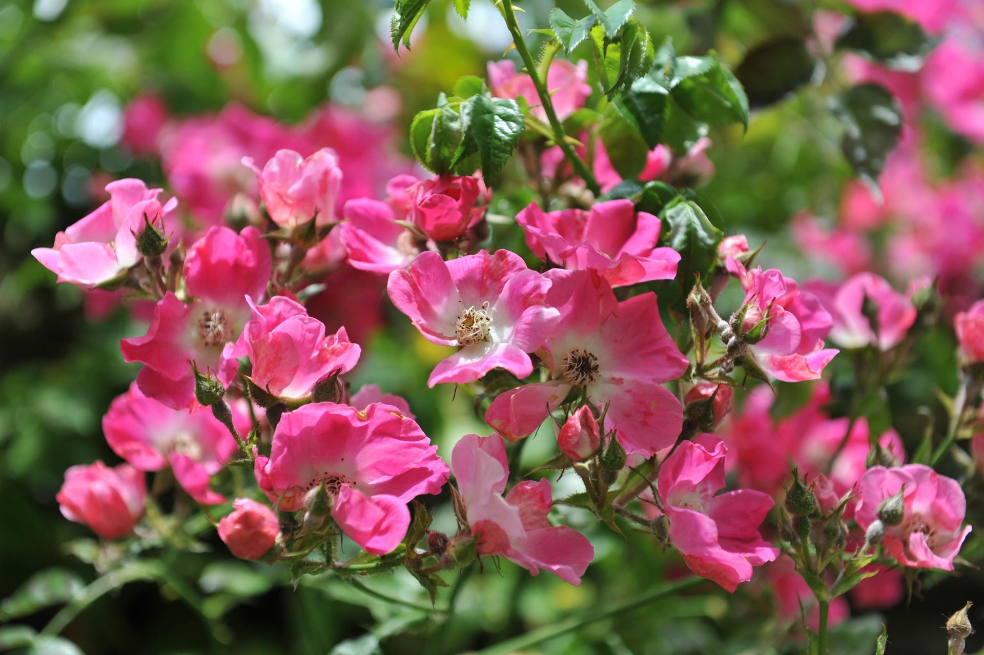 Rosa'American Pillar'- pot - klimroos afbeelding