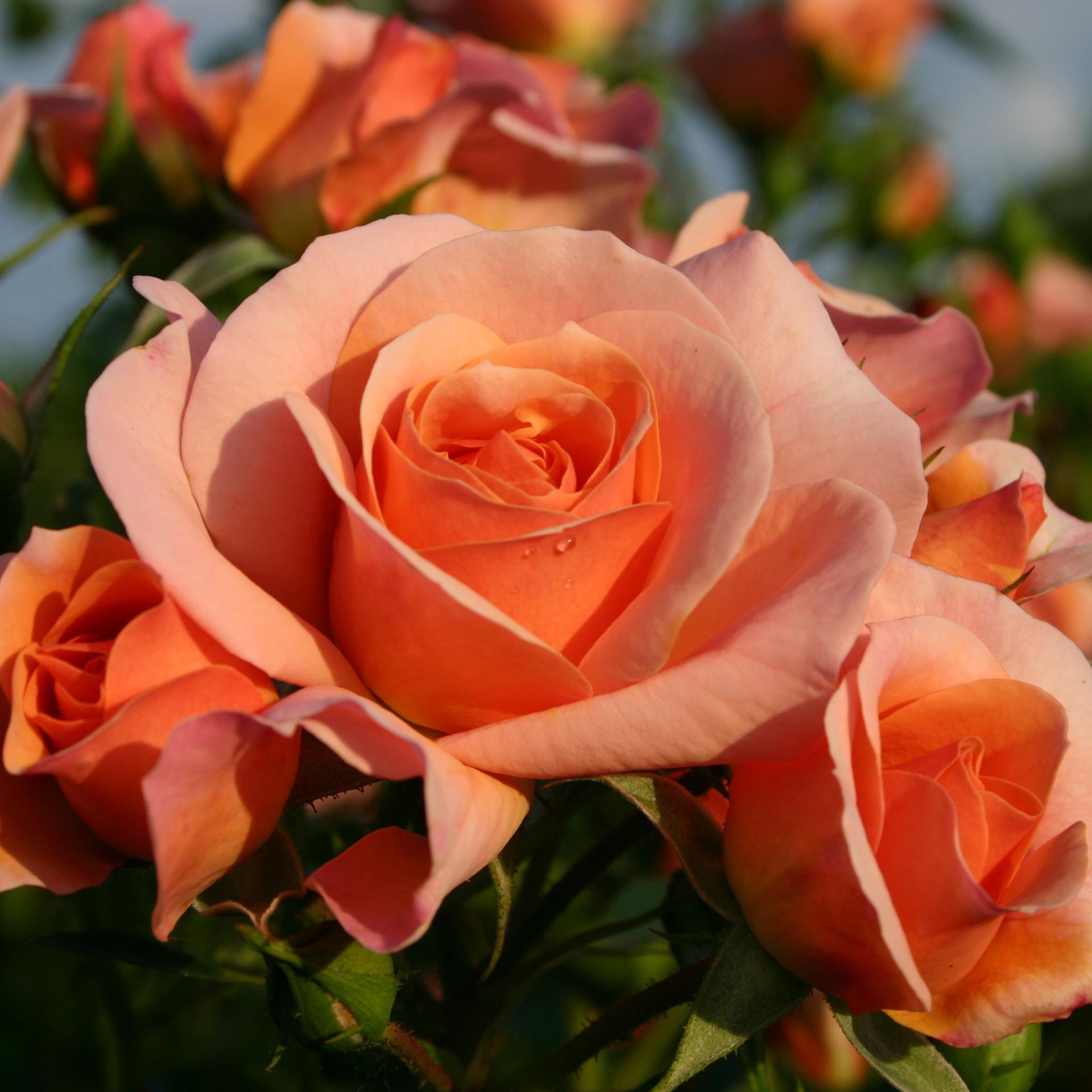 Rosa'Kororbe'(Aprikola) - blote wortel afbeelding