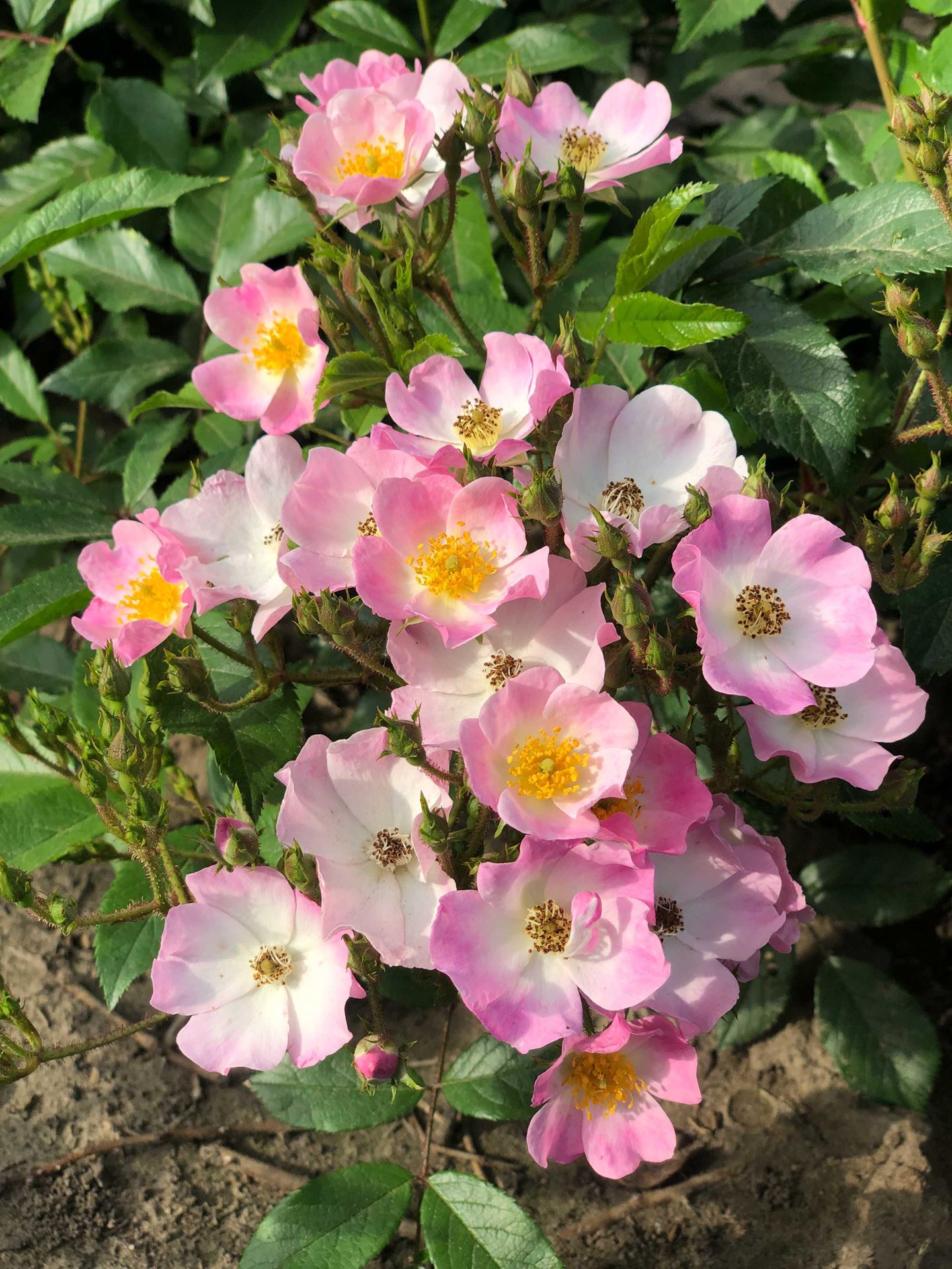 Rosa'Ballerina'- pot afbeelding