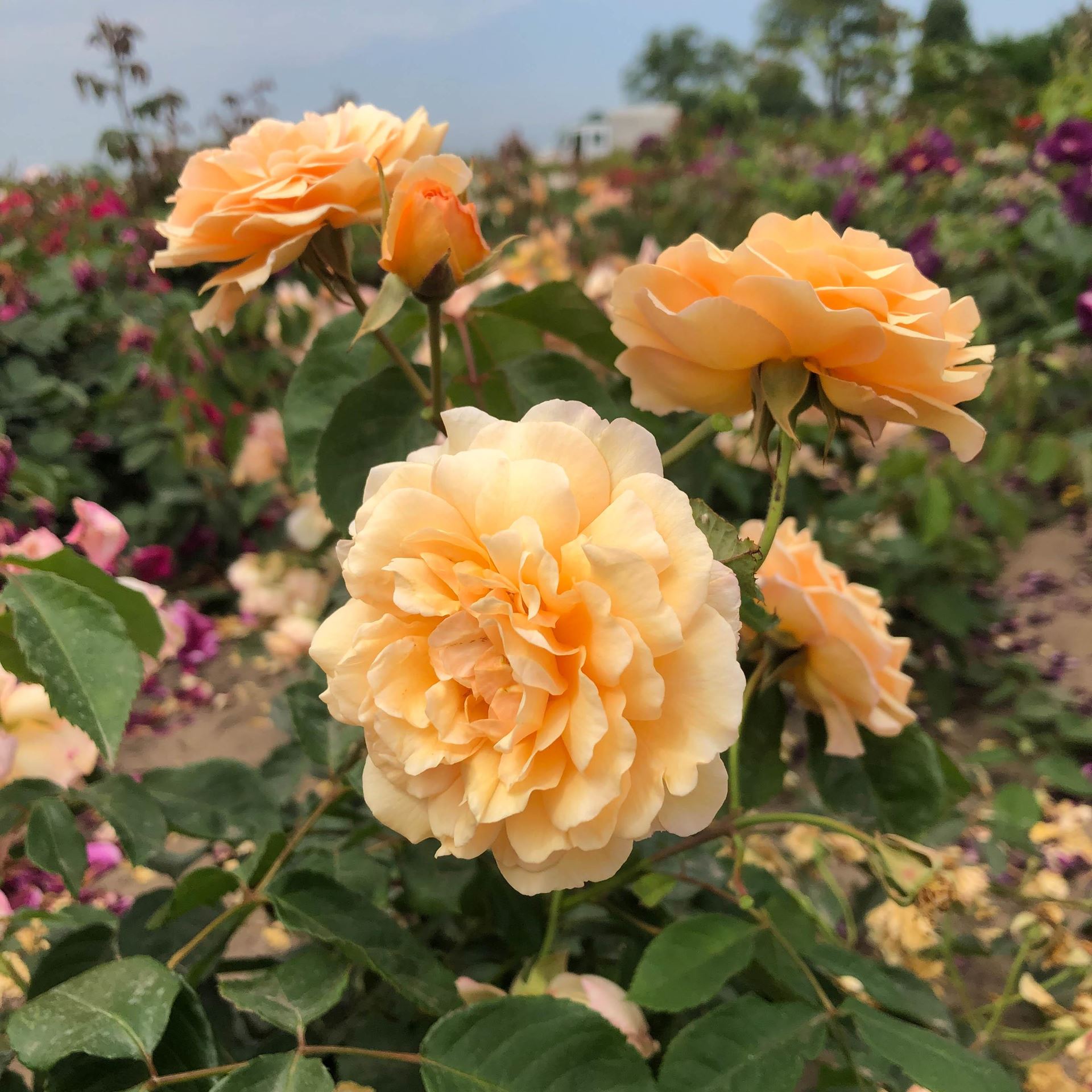 Rosa'Buff Beauty'- blote wortel afbeelding