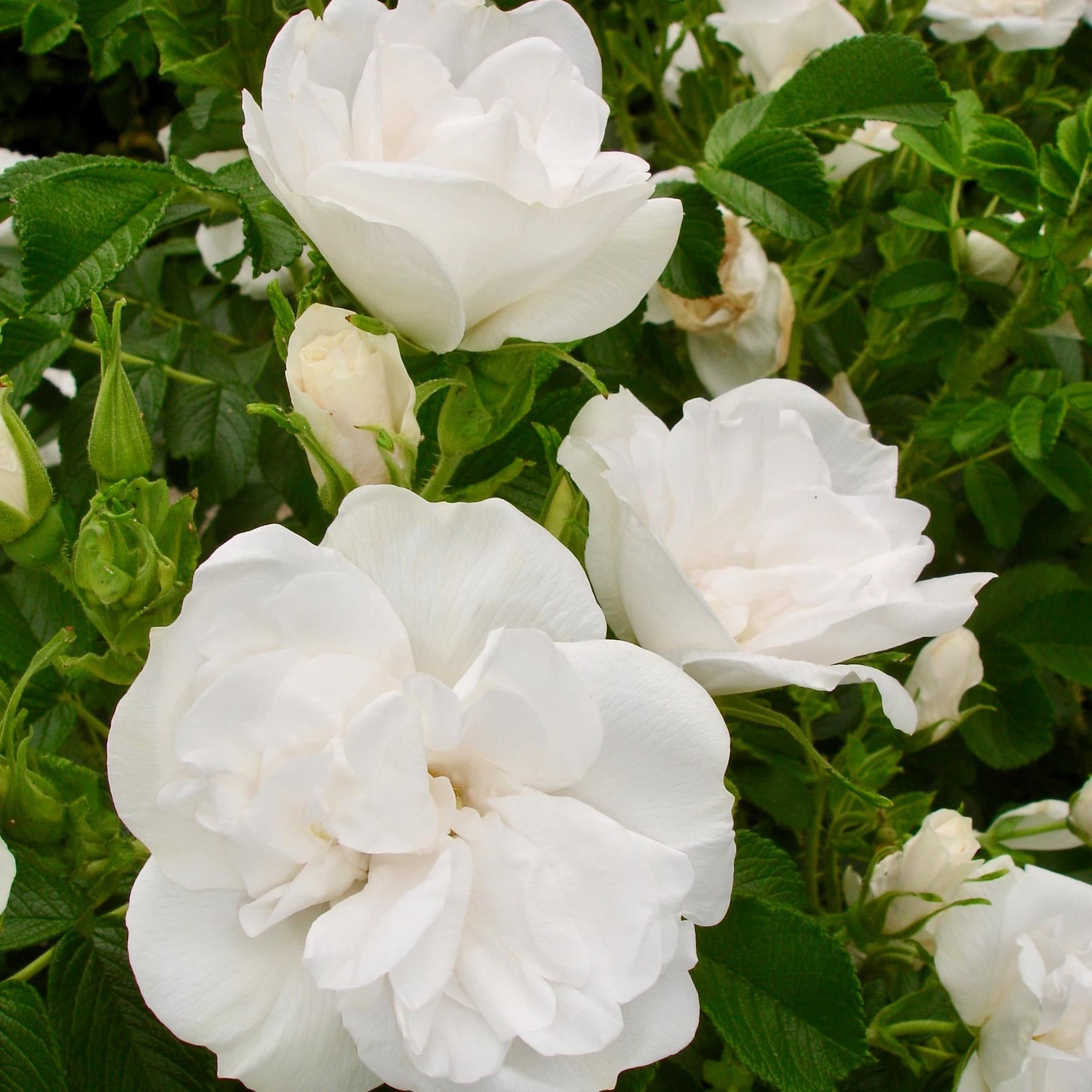 Rosa'Blanc Double de Coubert'- blote wortel afbeelding