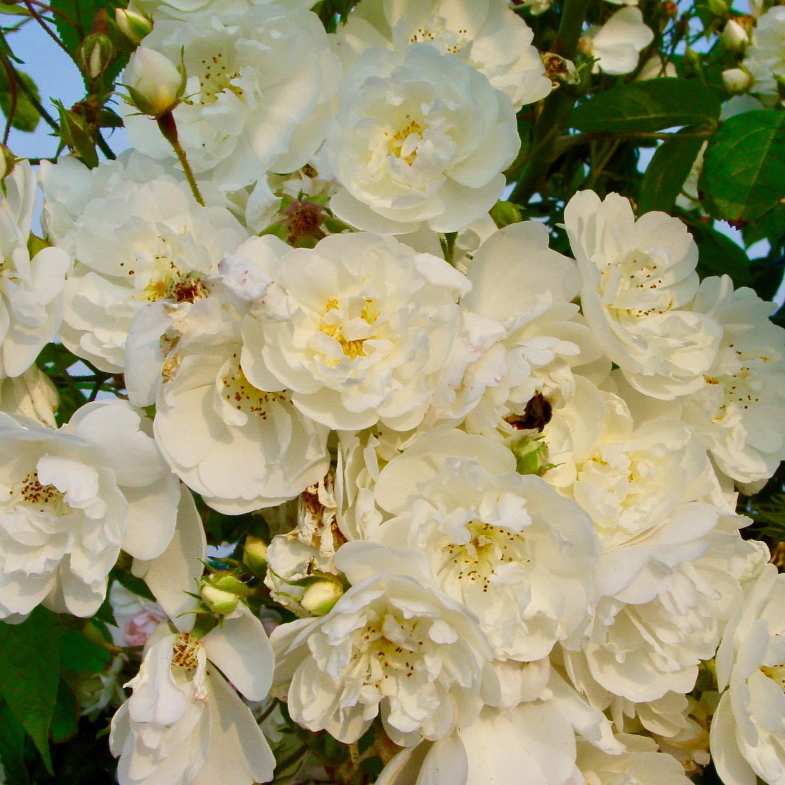 Rosa'Bobbie James'- pot - klimroos afbeelding