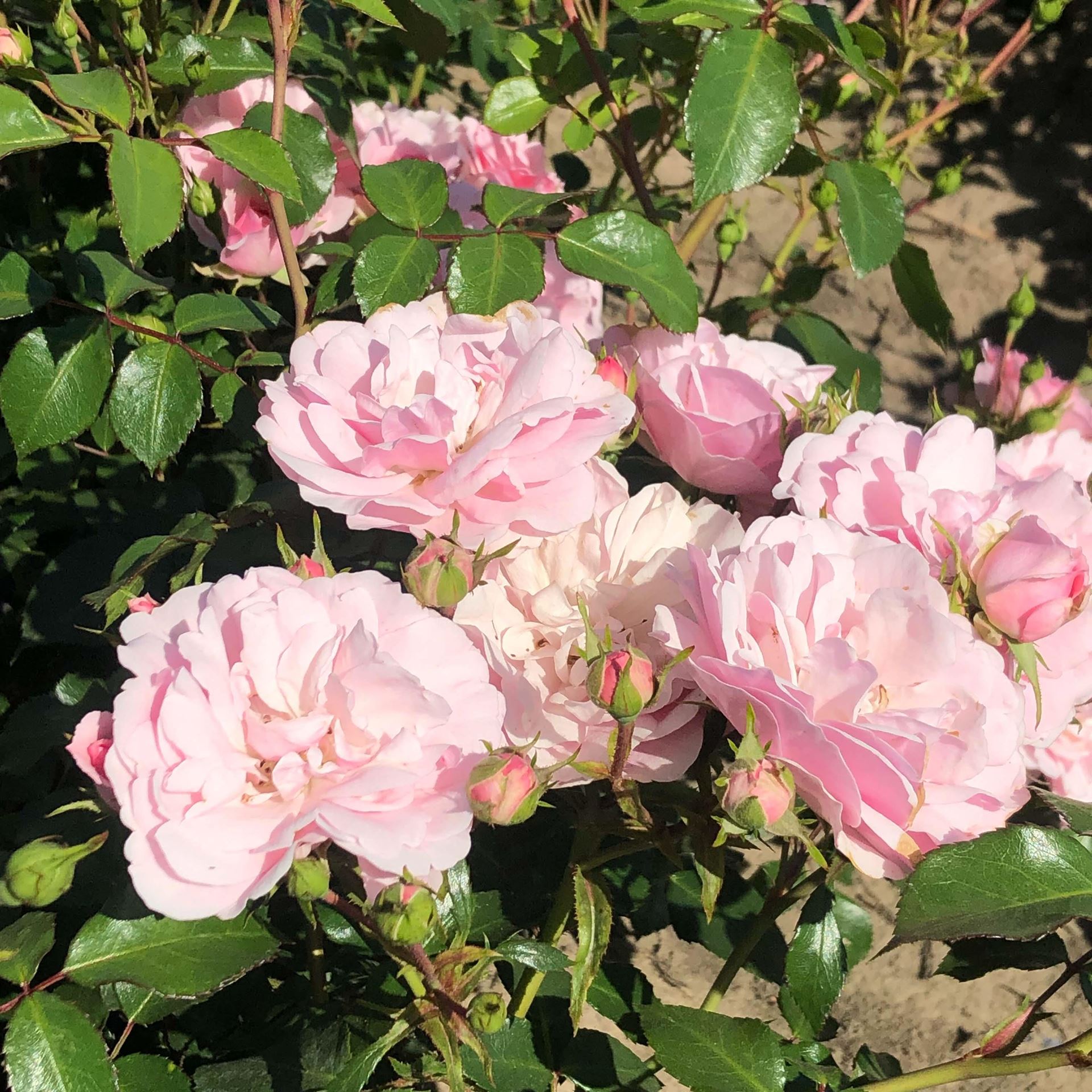Rosa'Meidomonac'(Bonica 82) - pot afbeelding