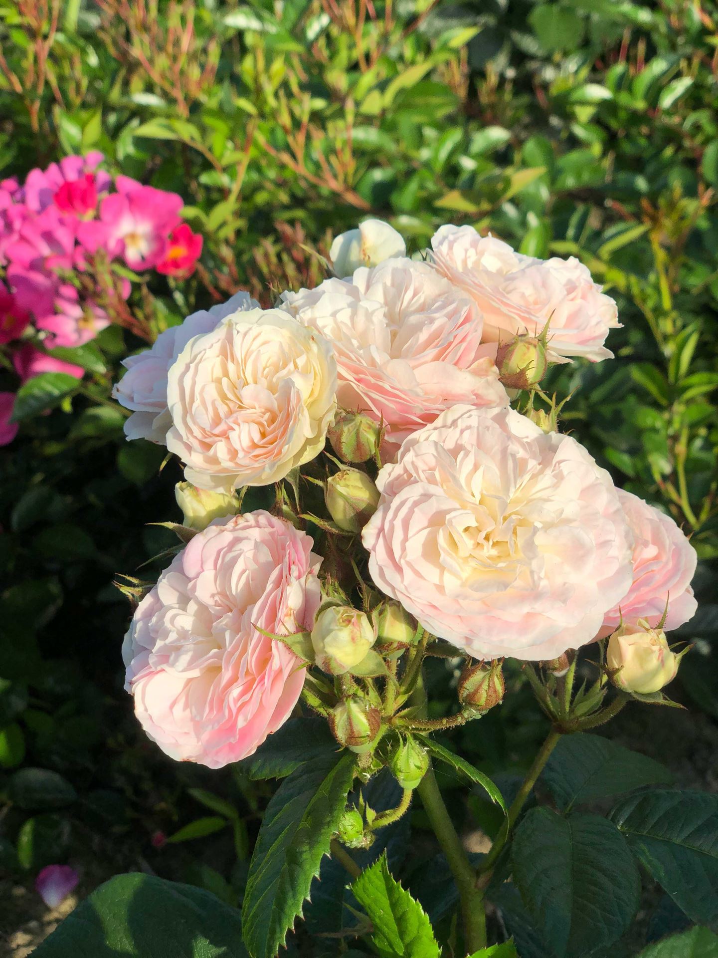 Rosa'Lenbofa'(Bouquet Parfait) - blote wortel afbeelding