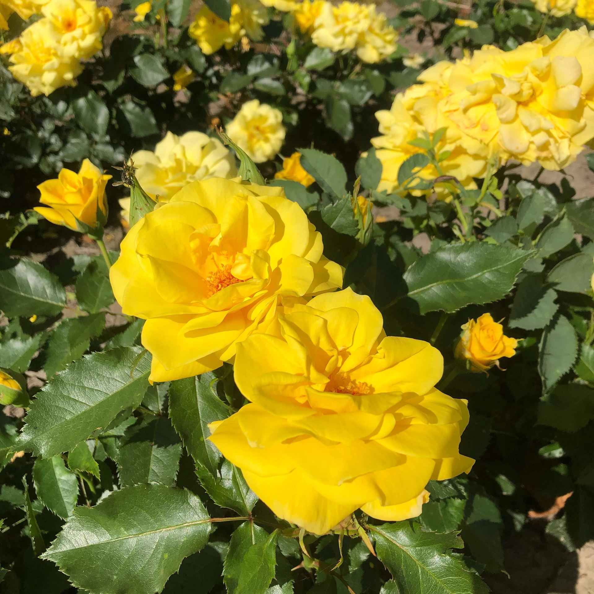 Rosa'Climbing Friesia'- pot - klimroos afbeelding