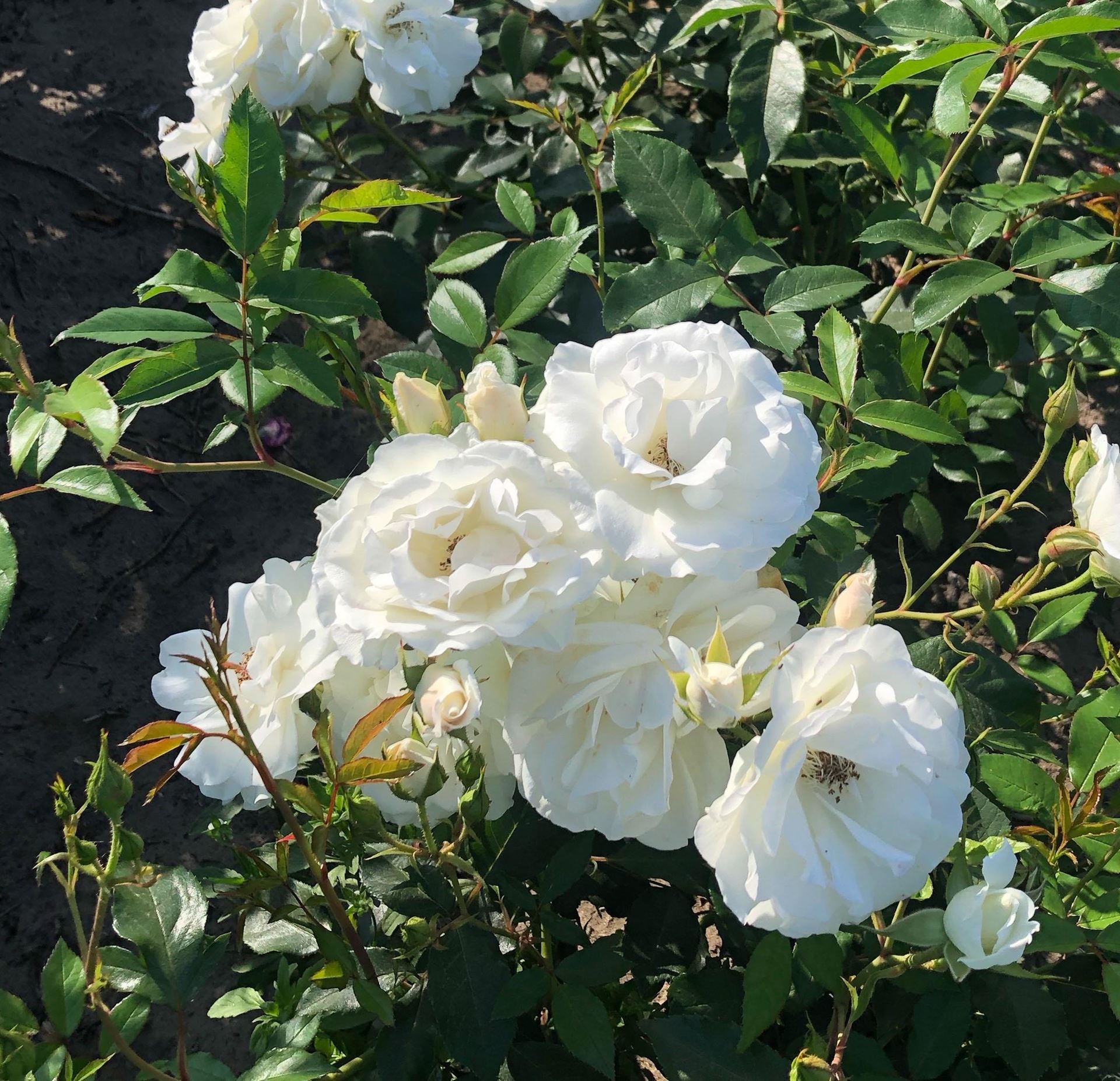Rosa'Climbing Schneewittchen'- pot - klimroos afbeelding