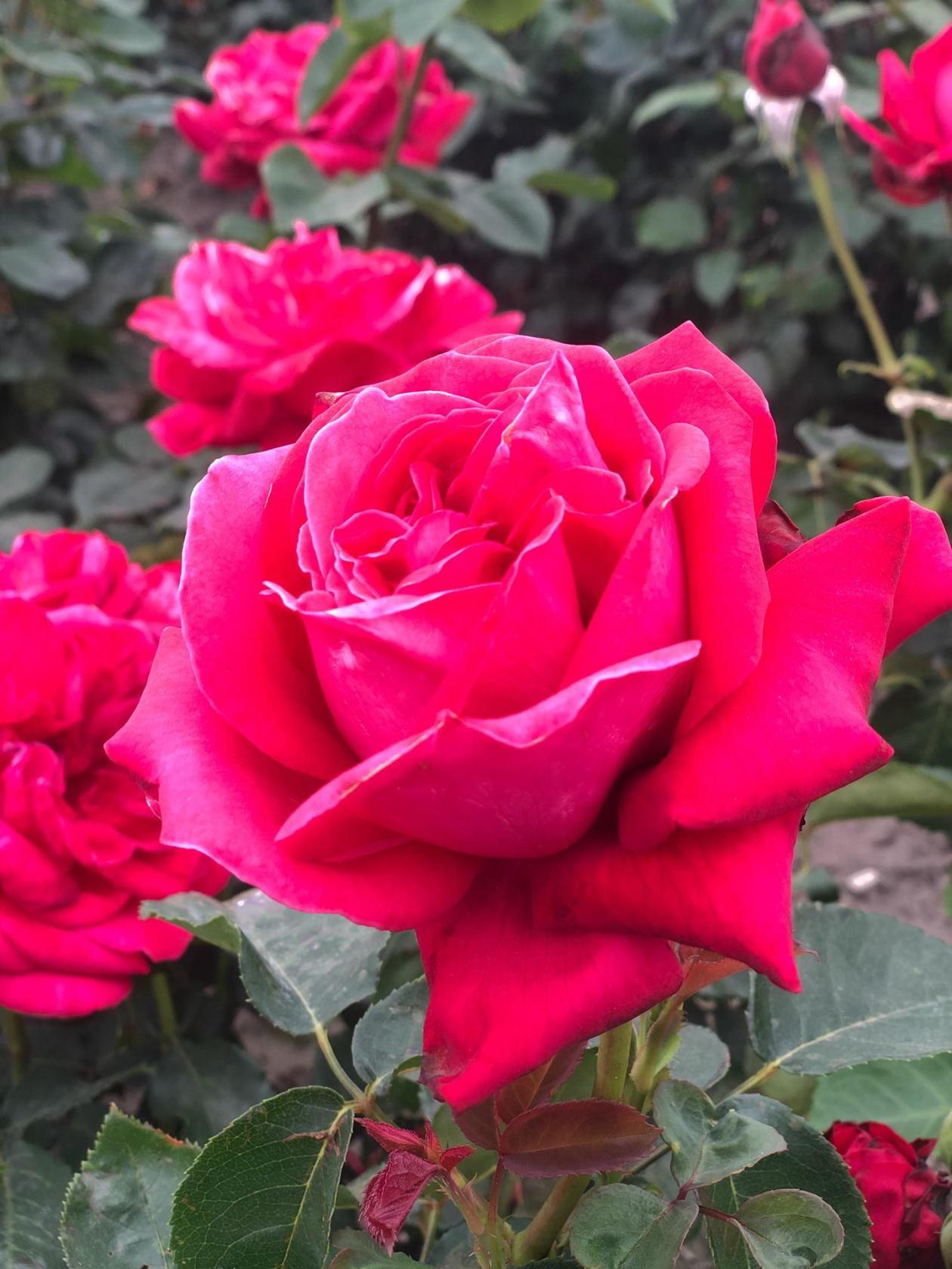 Rosa'Dame de Coeur'(Queen of Hearts) - blote wortel - Roos afbeelding