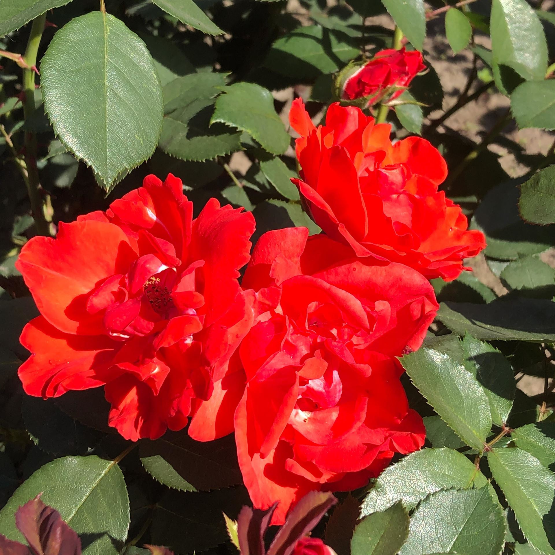 Rosa'Delpo'(Diablotin) - pot afbeelding