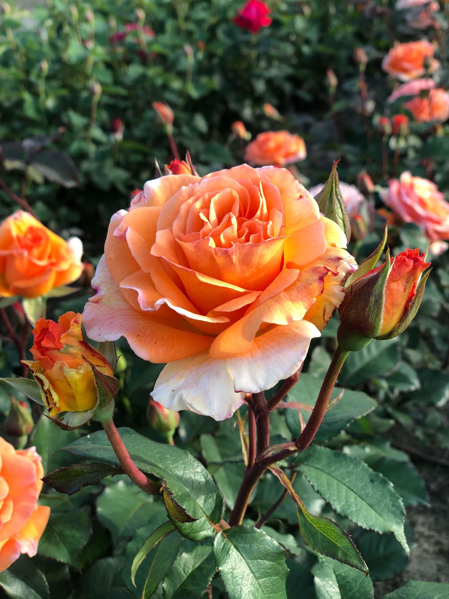 Rosa'Doris Tysterman'- pot - afbeelding