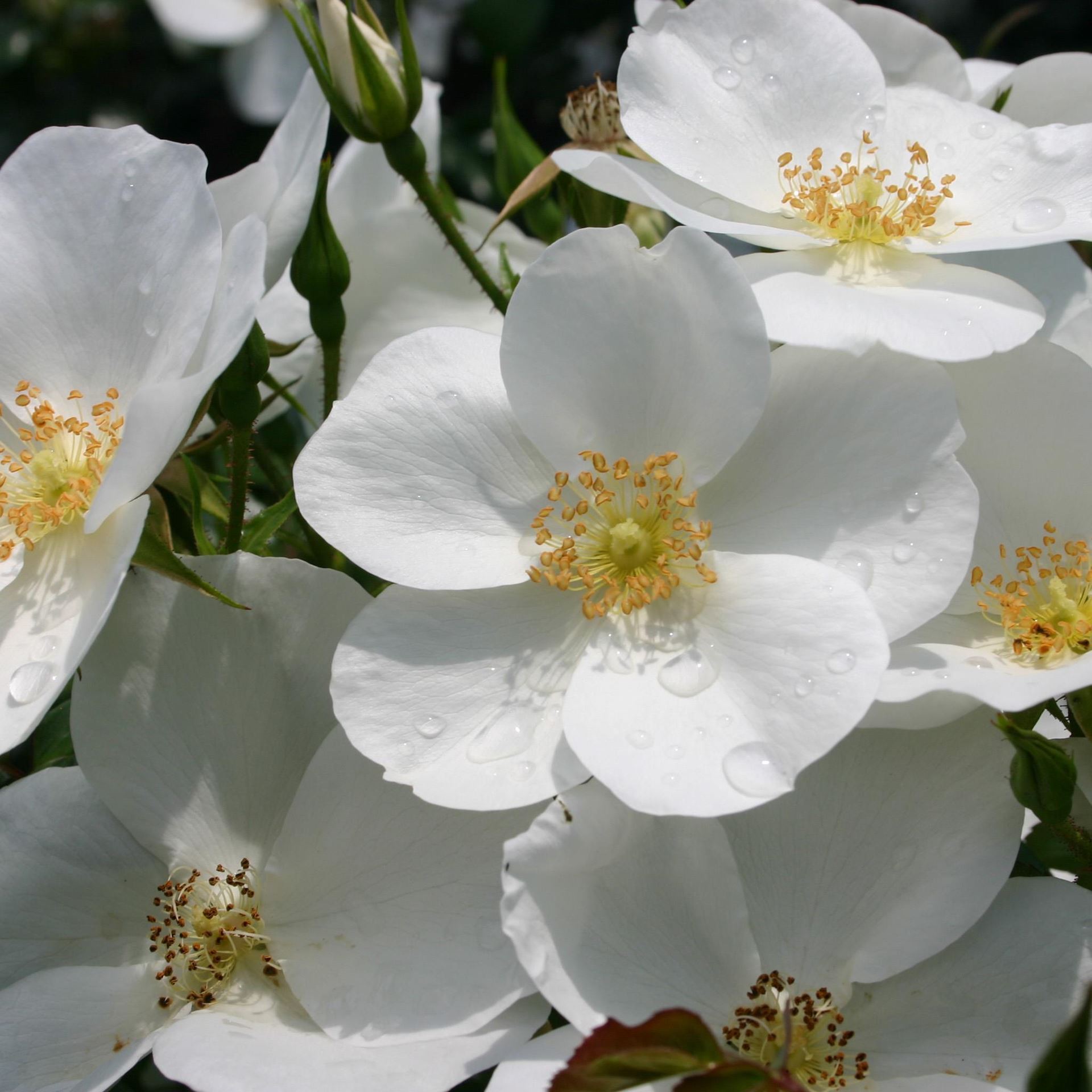 Rosa'Kormifari'(Escimo, Silver Ghost) - blote wortel afbeelding