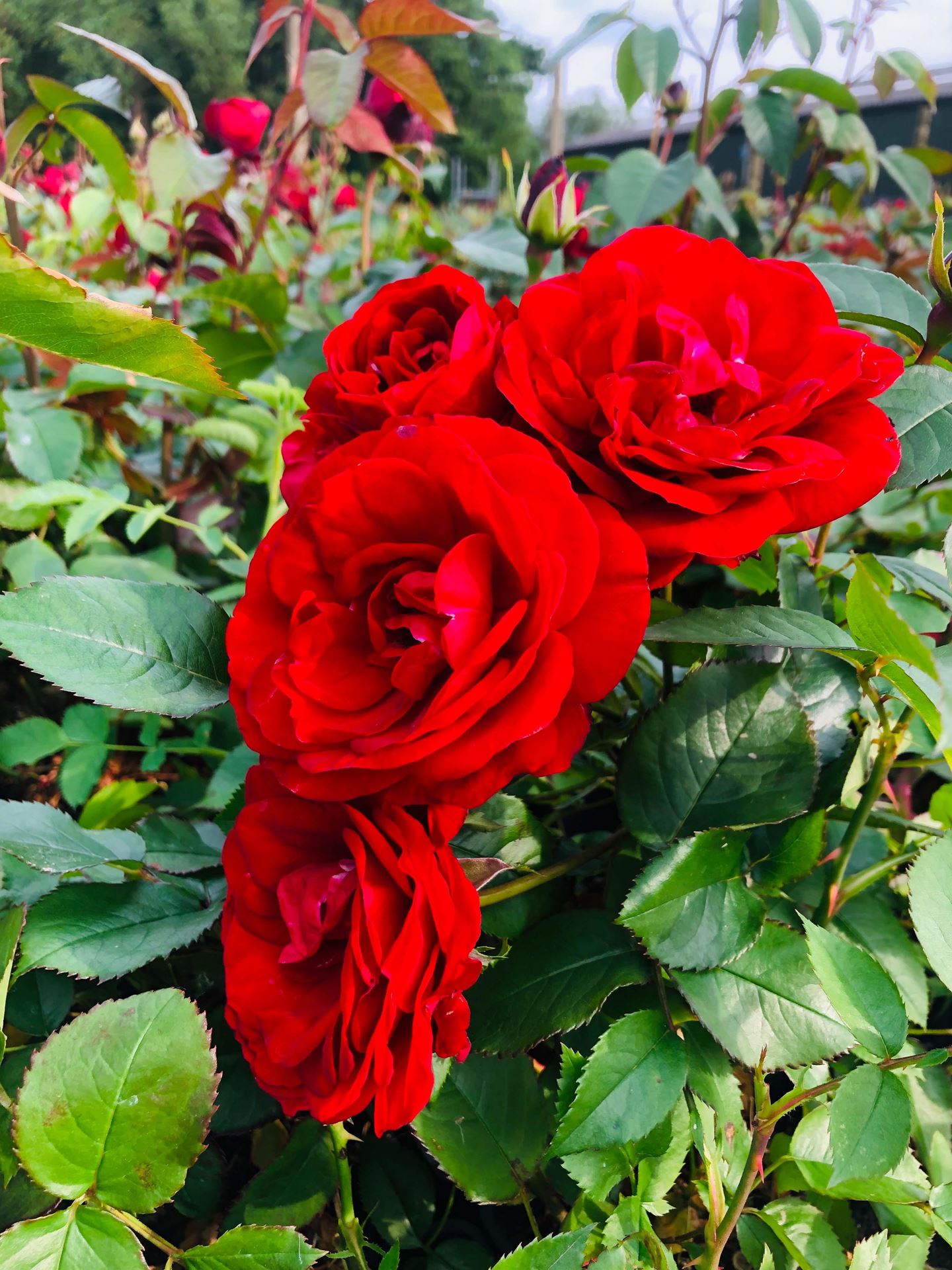 Rosa'Europeana'- blote wortel afbeelding