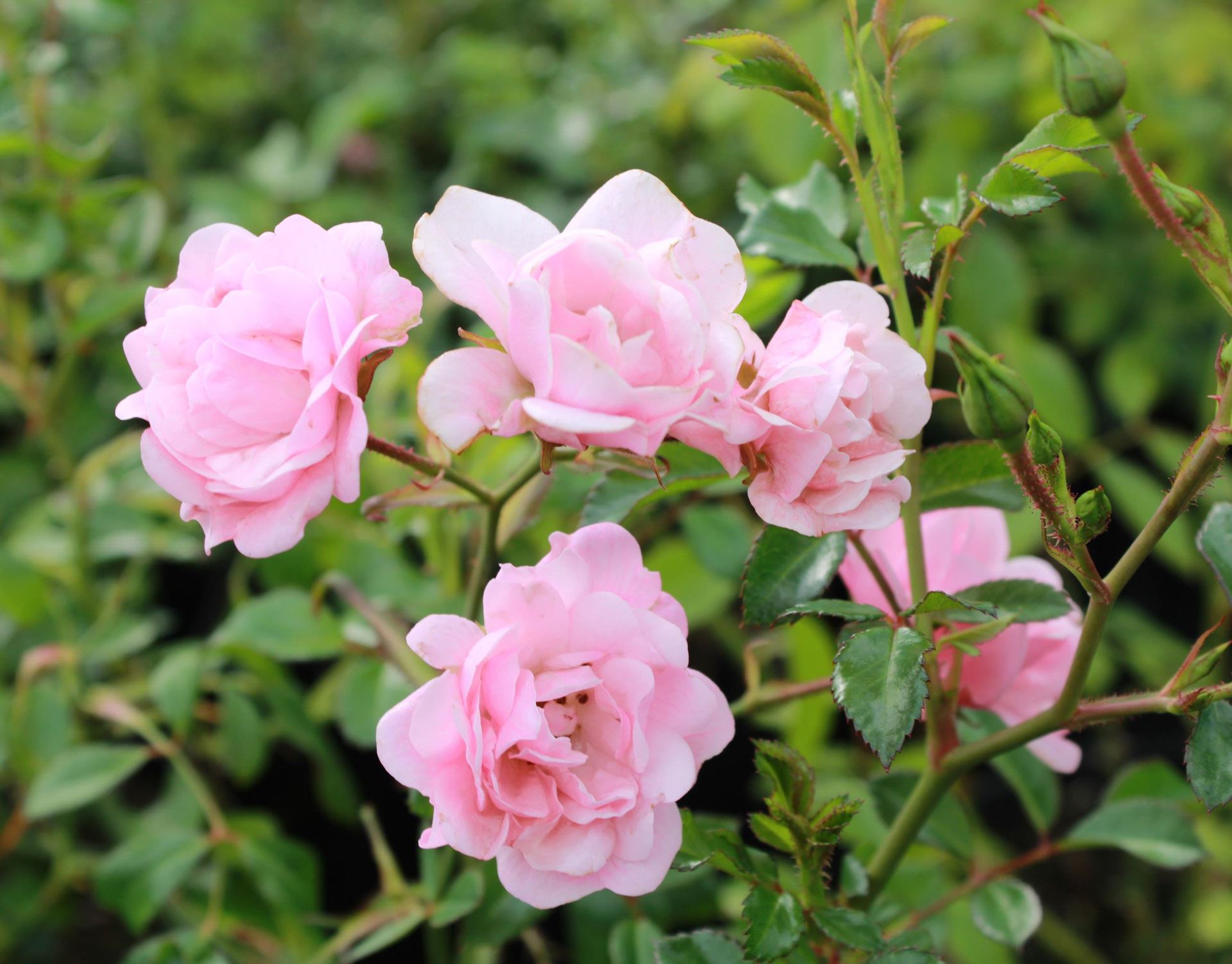Rosa 'The Fairy' - struikroos - pot 1,3L -