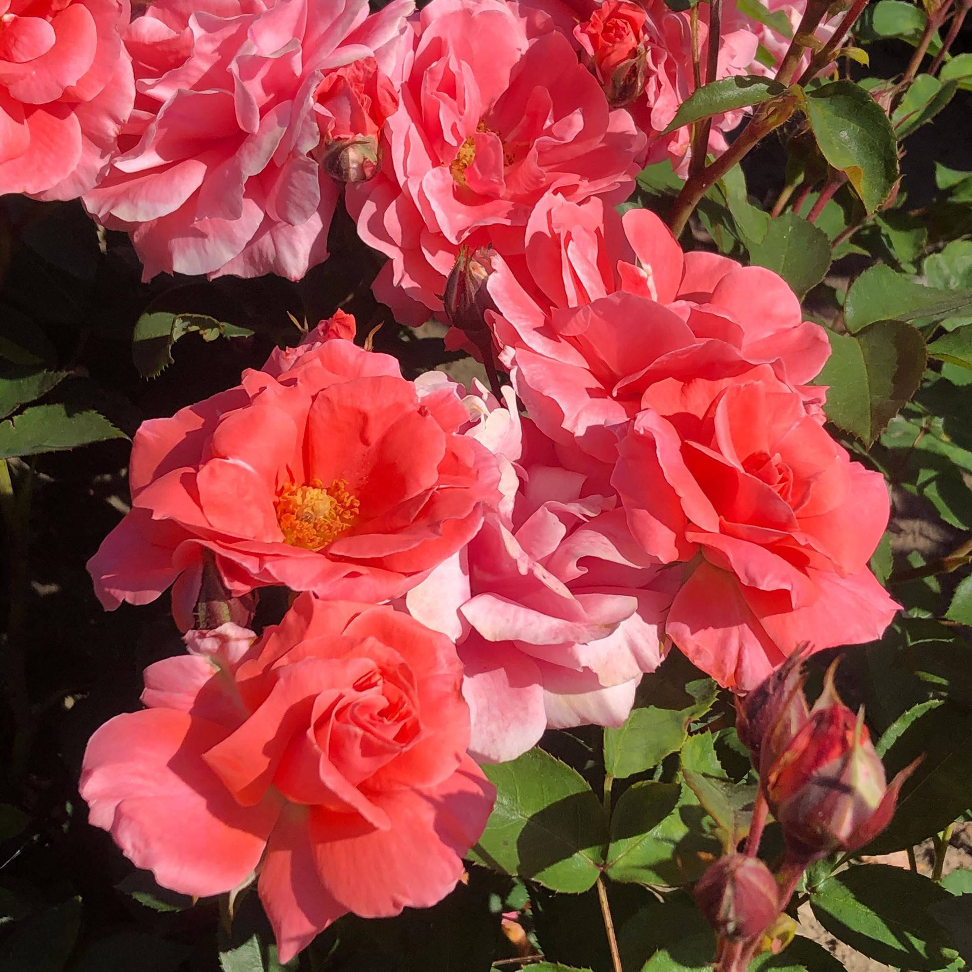 Rosa'Favorite'- pot afbeelding