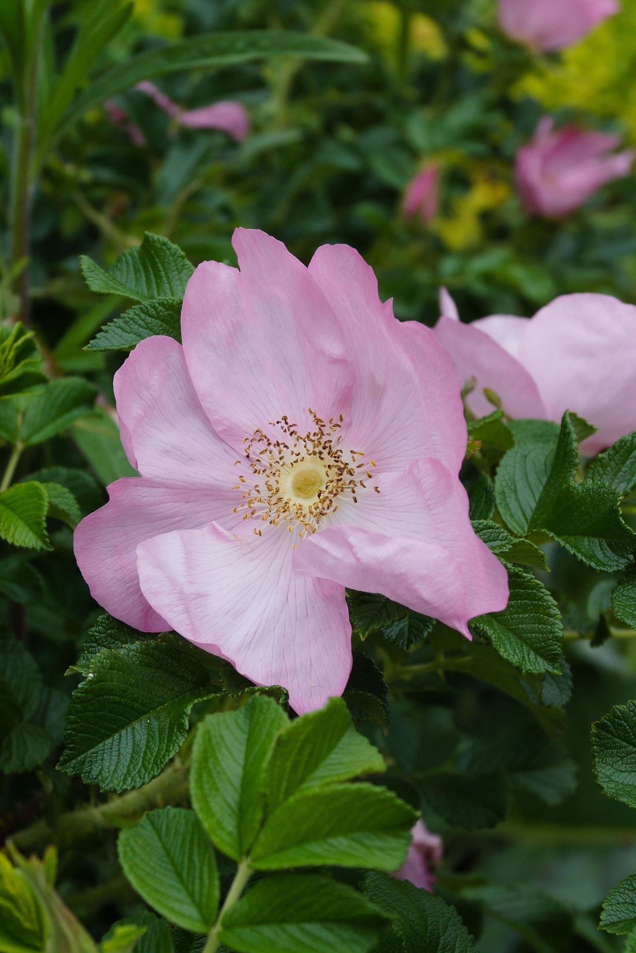 Rosa'Fru Dagmar Hastrup'(Dagmar Hastrup) - pot afbeelding