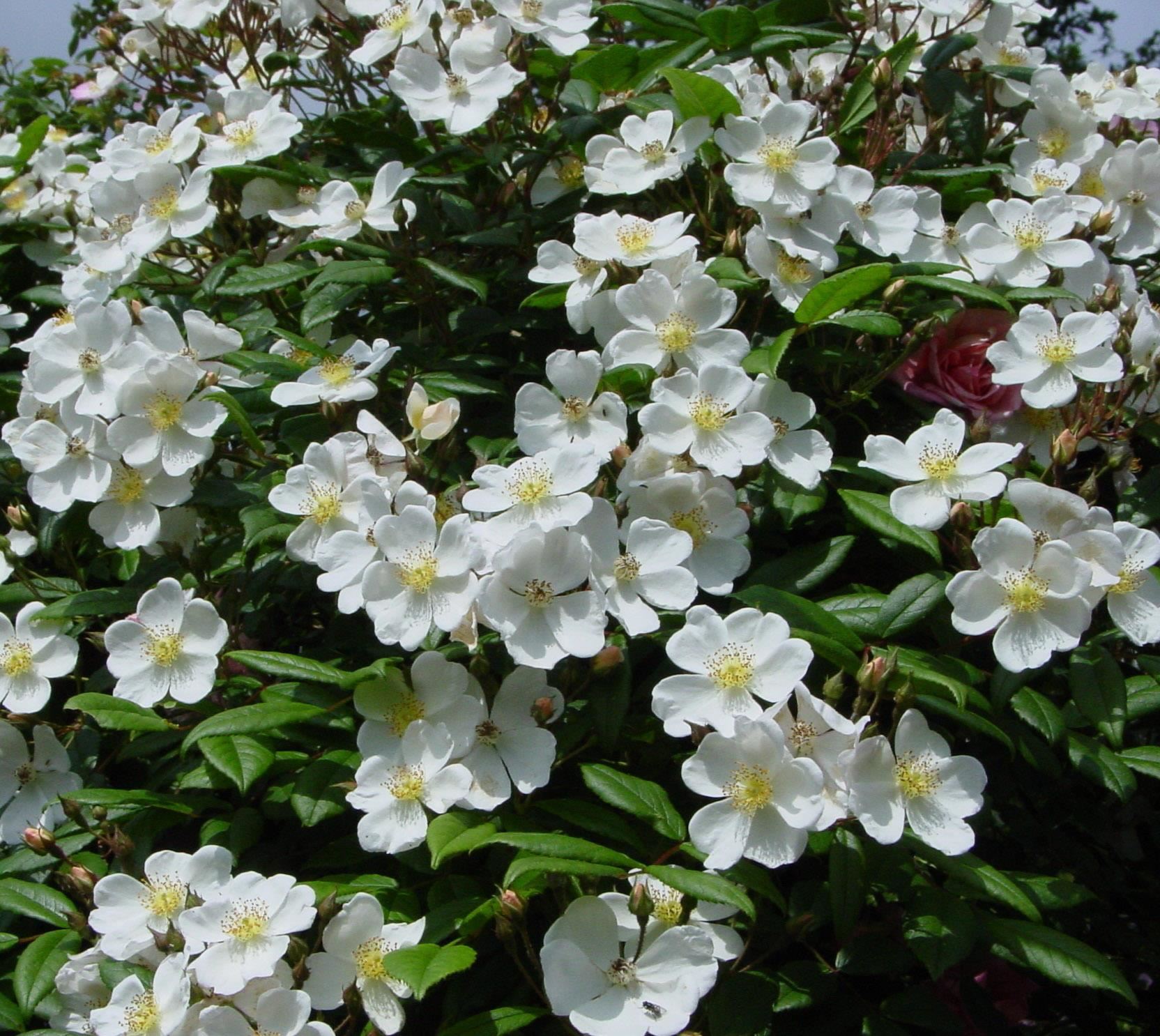 Rosa filipes'Kiftsgate'- pot - klimroos afbeelding