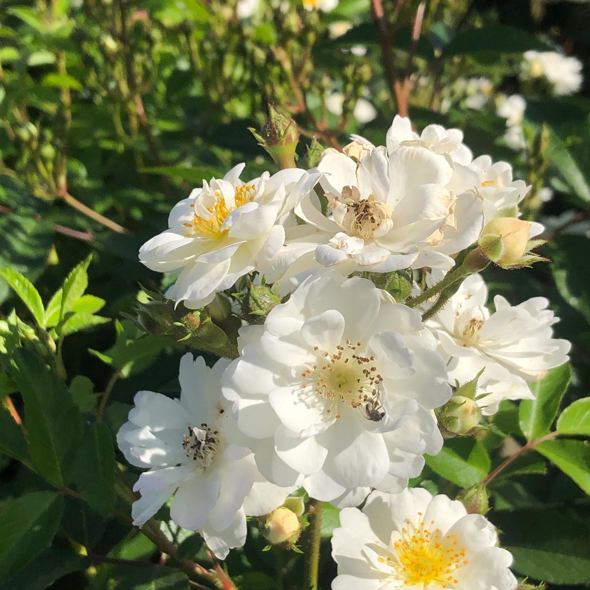 Rosa'Lenalbi'(Guirlande d'Amour) - pot - klimroos afbeelding