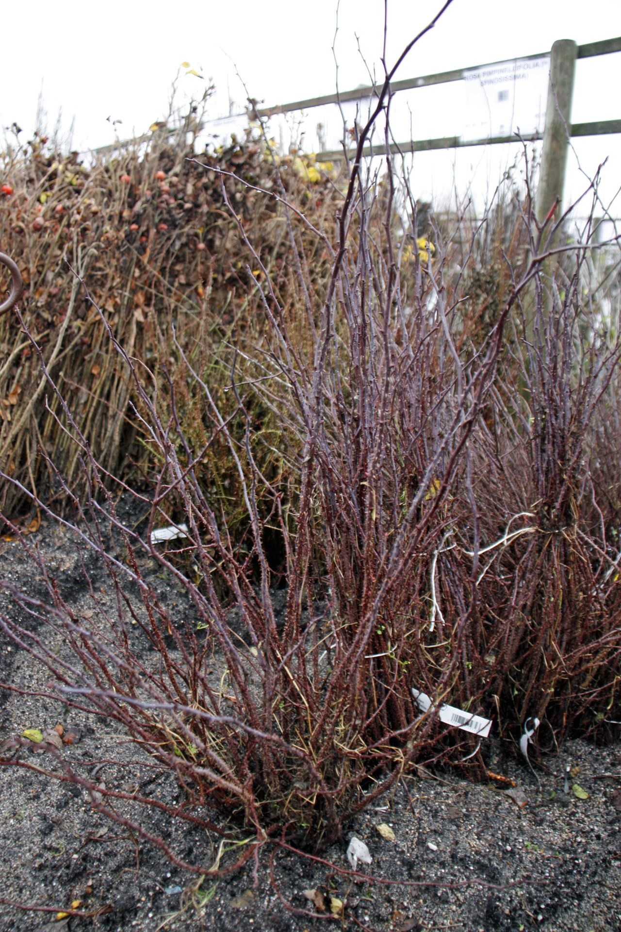 Rosa glauca - blote wortel - 40-60 cm afbeelding