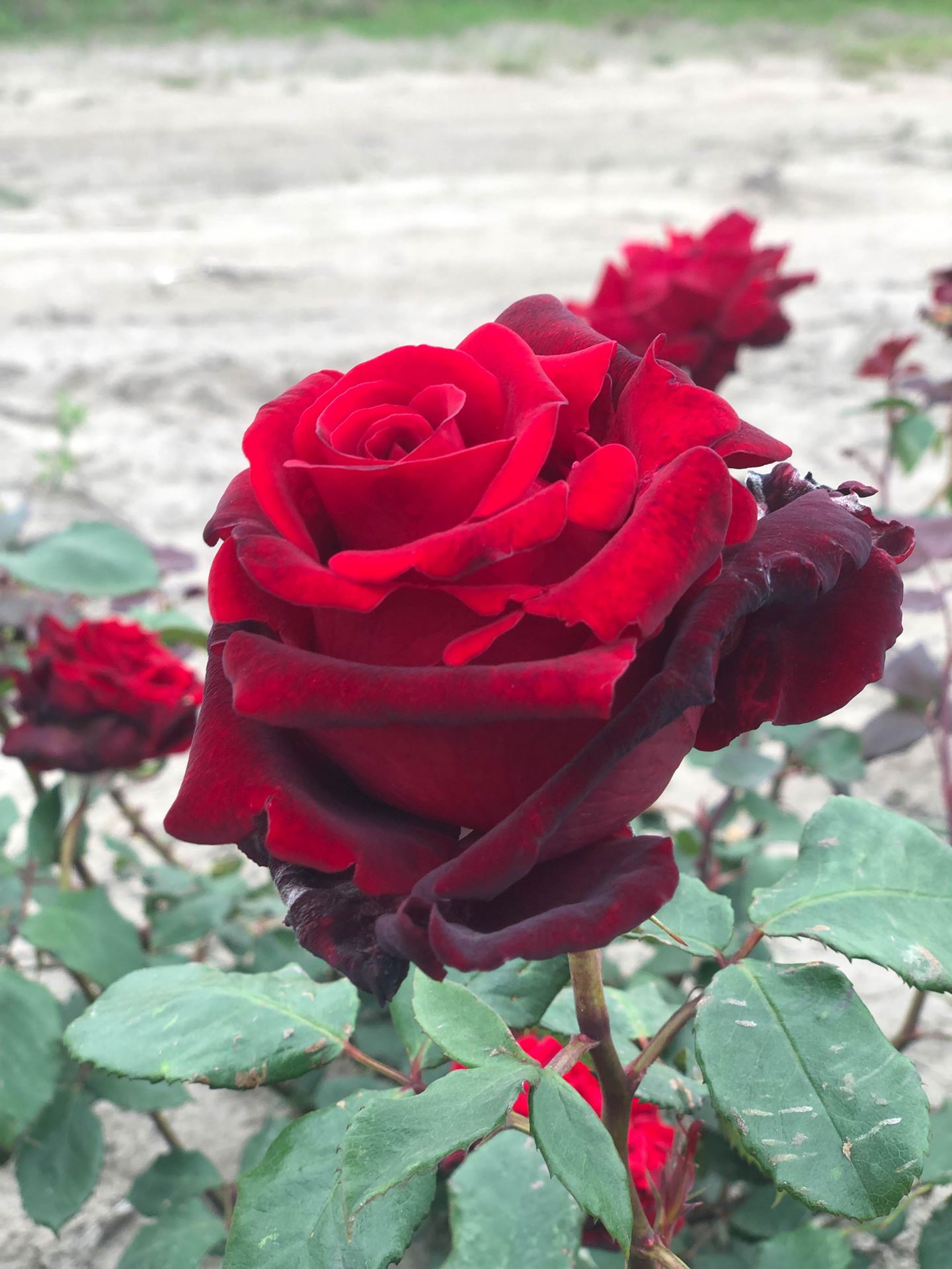 Rosa'Meisoyris'(Graaf Lennart, Marcel Pagnol, Matilda, Velveteen) - pot afbeelding