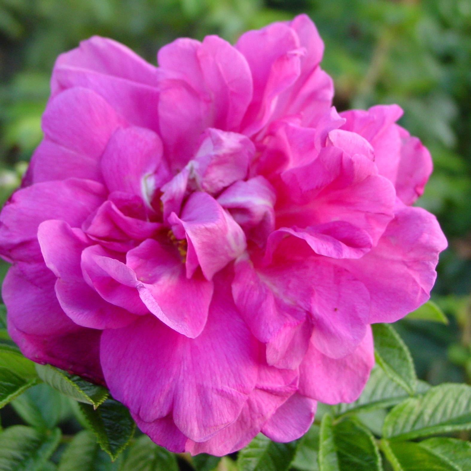 Rosa'Hansa'- blote wortel - Roos afbeelding