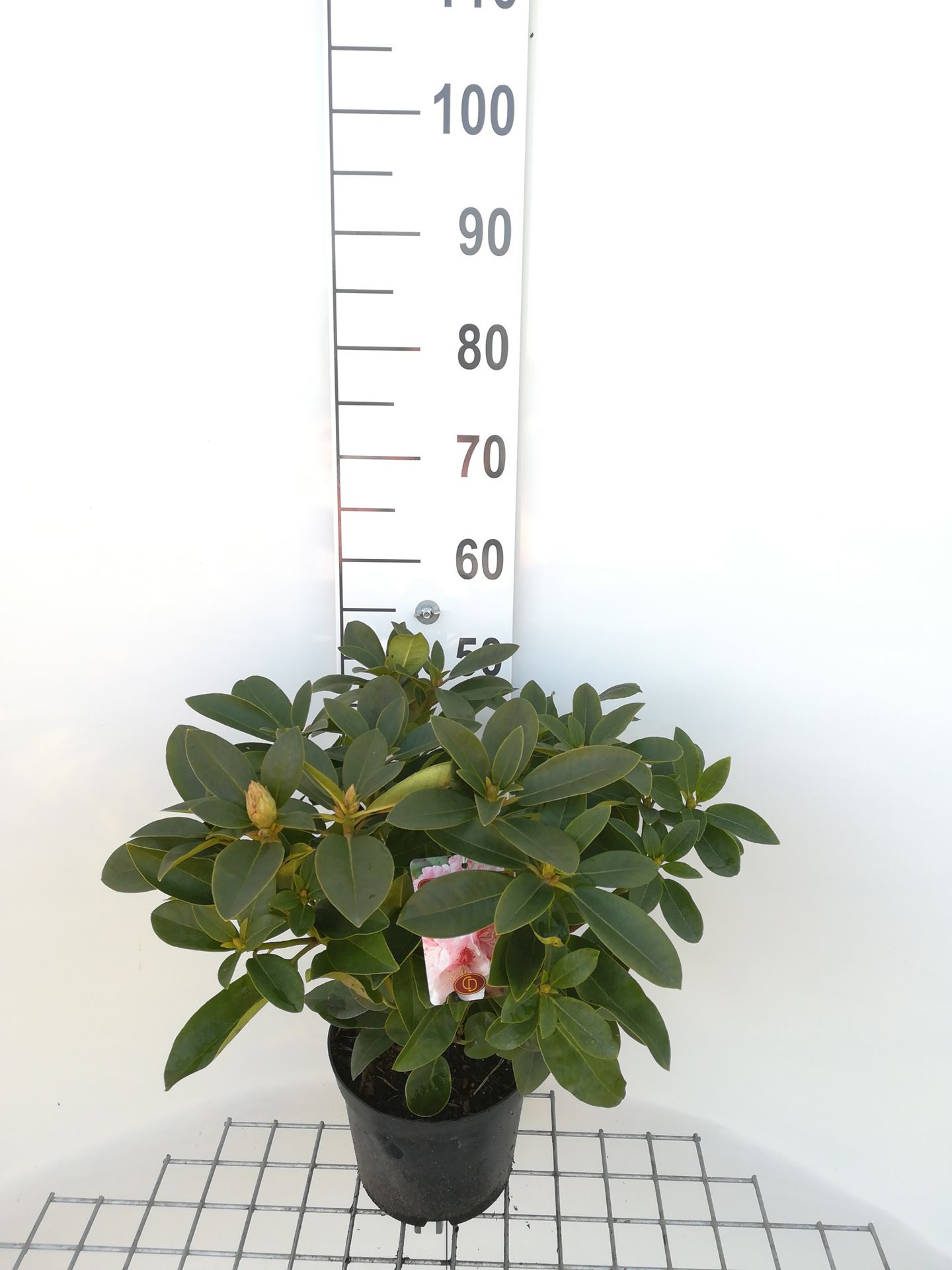 Rhododendron 'Albert Schweitzer' - pot - 40-50 cm -