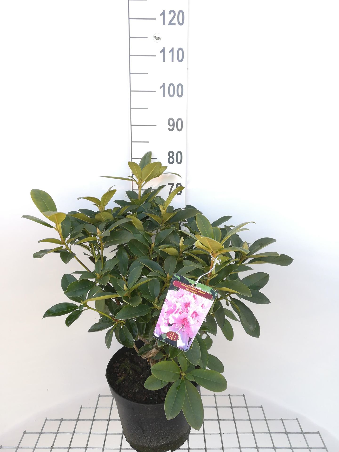 Rhododendron'Albert Schweitzer'- pot 10L - 60-80 cm afbeelding