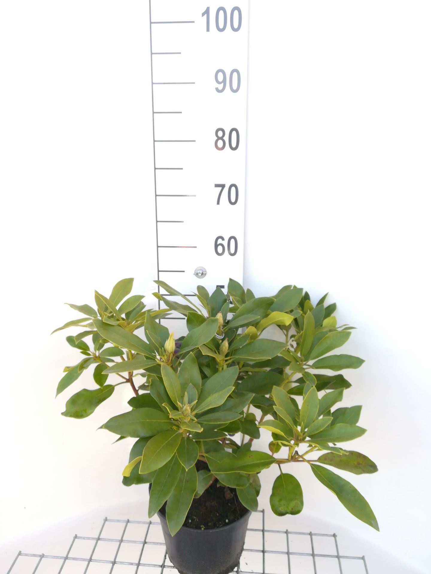 Rhododendron 'Blue Jay' - pot - 40-50 cm