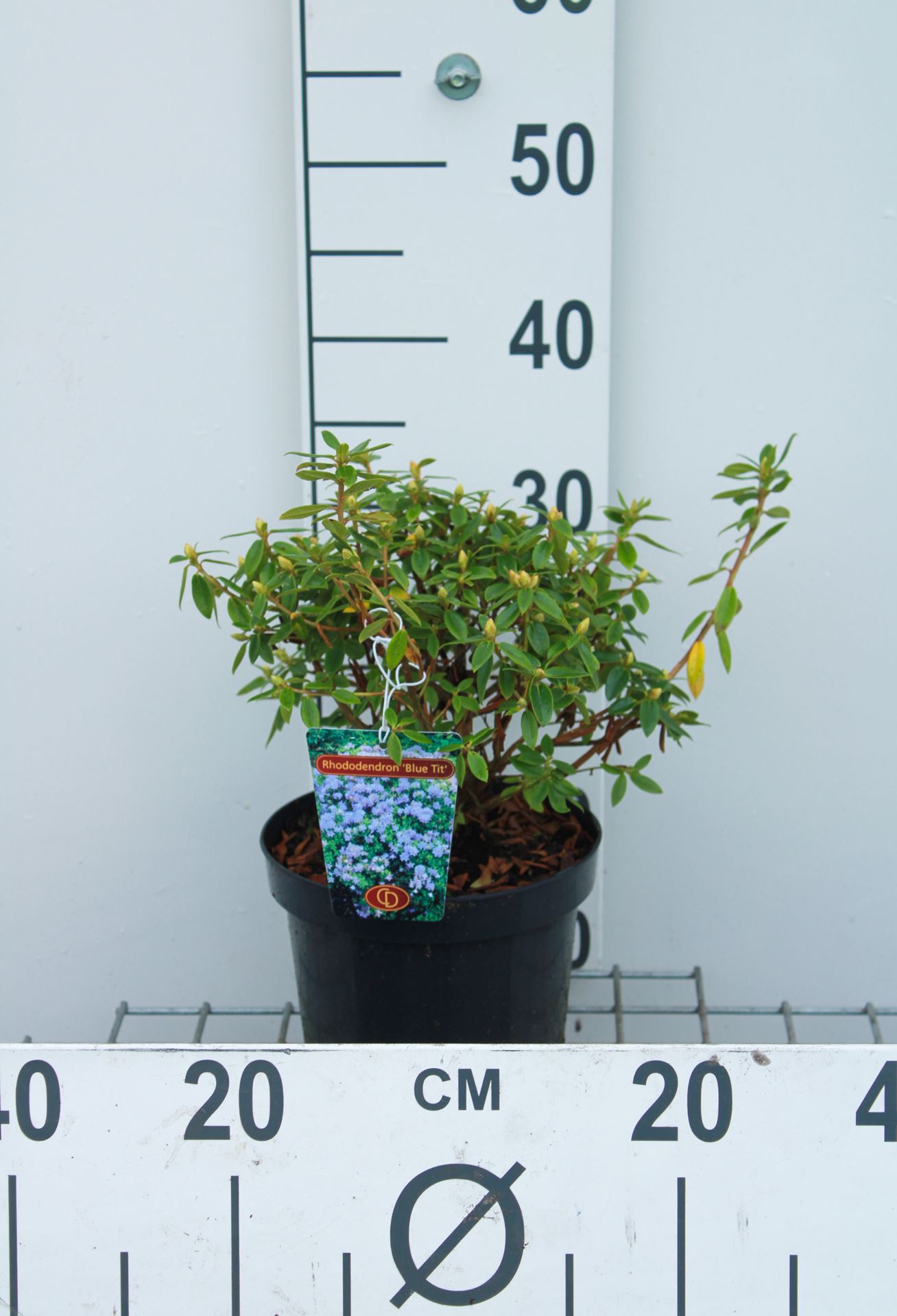 Rhododendron 'Blue Tit' - pot - 25-30 cm
