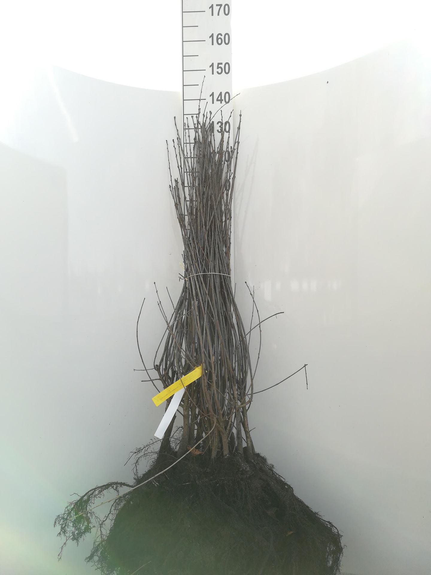 Rhamnus cathartica - blote wortel - 60-90 cm afbeelding