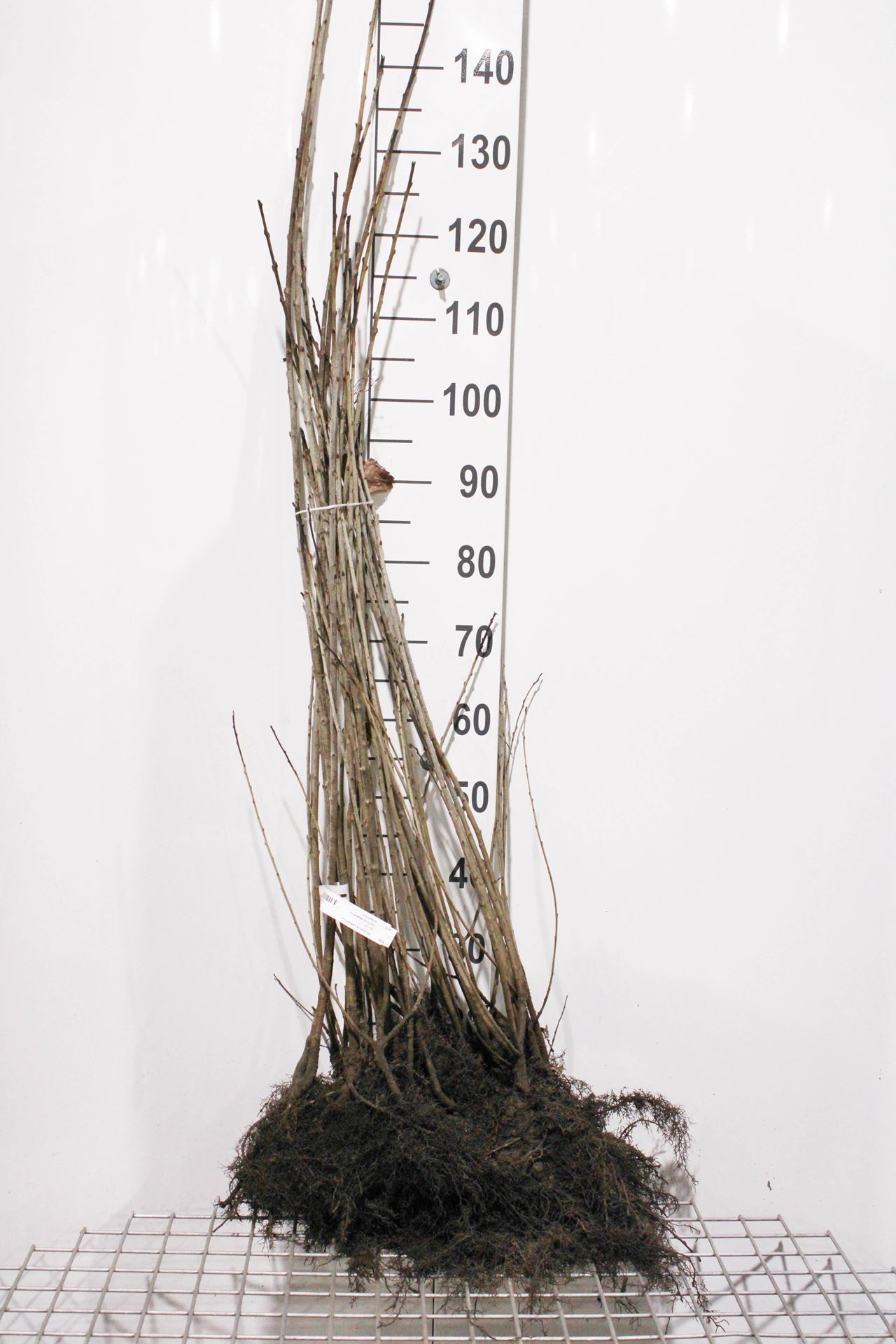Rhamnus cathartica - blote wortel - 90-120 cm afbeelding