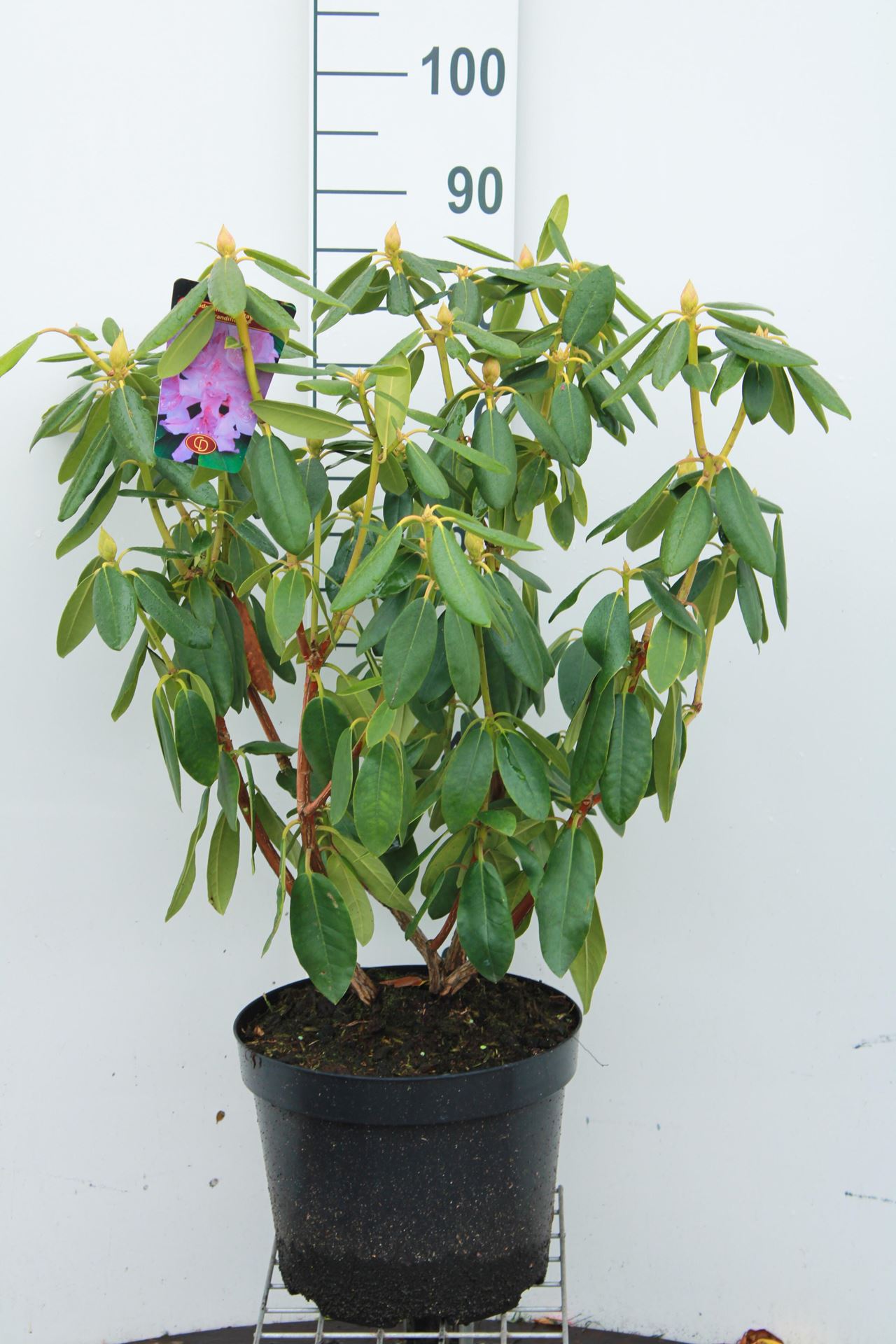 Rhododendron'Catawbiense Grandiflorum'- pot 10L - 60-80 cm afbeelding
