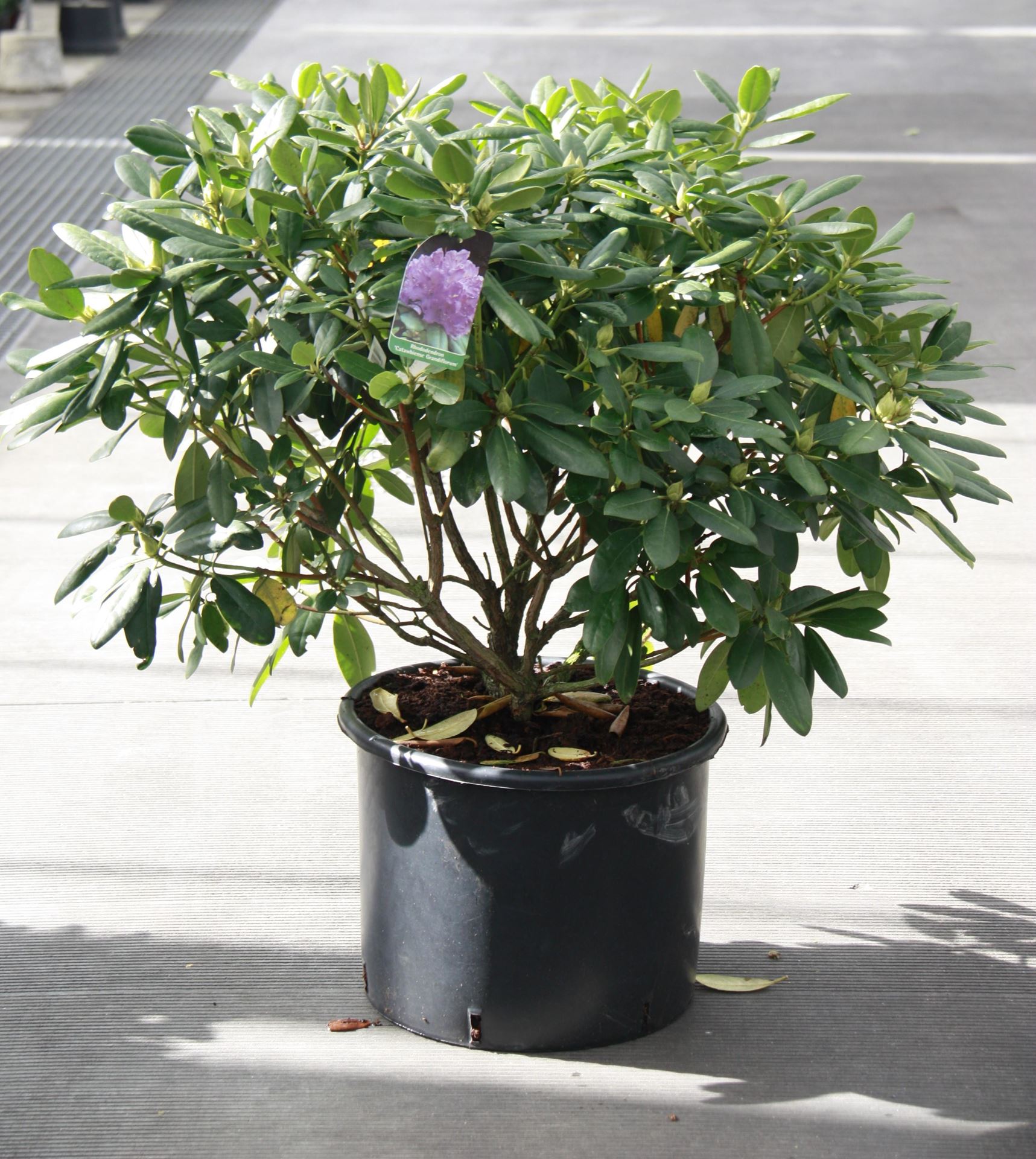 Rhododendron'Catawbiense Grandiflorum'- pot 30L - 80-100 cm afbeelding