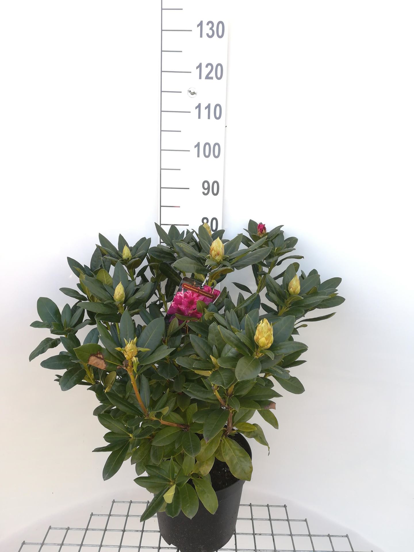 Rhododendron'Cosmopolitan'- pot 10L - 60-80 cm afbeelding