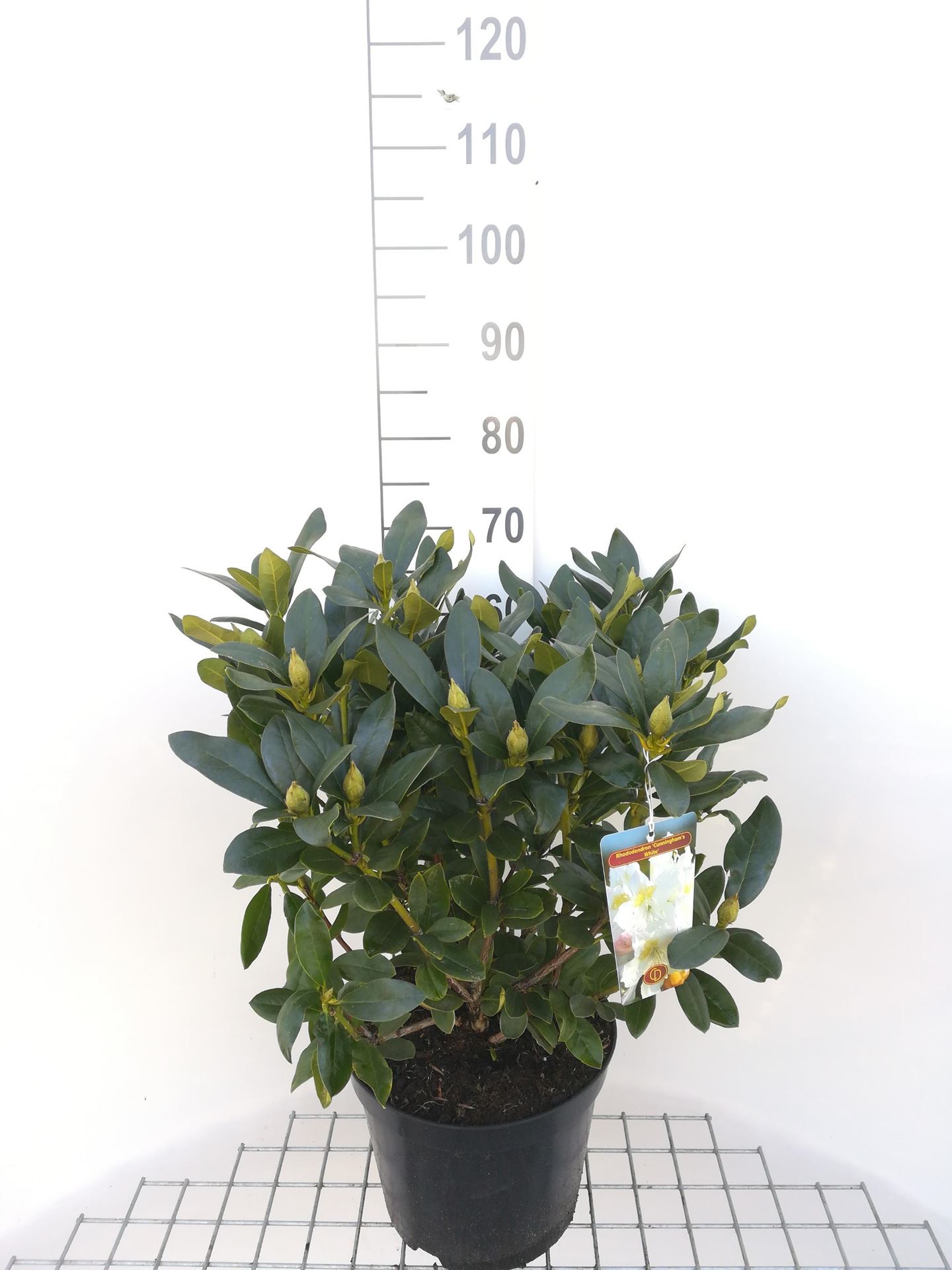 Rhododendron'Cunningham's White'- pot 10L - 60-80 cm afbeelding