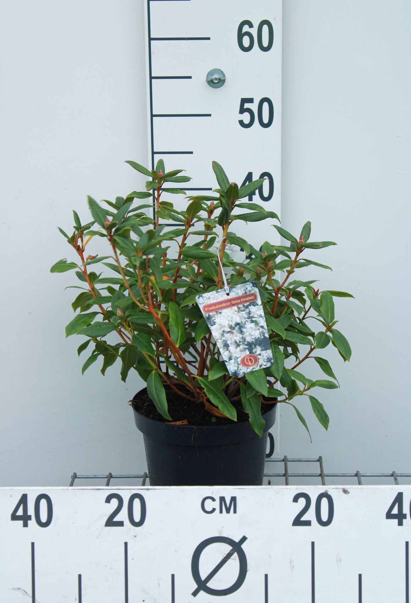 Rhododendron 'Dora Amateis' - pot - 25-30 cm