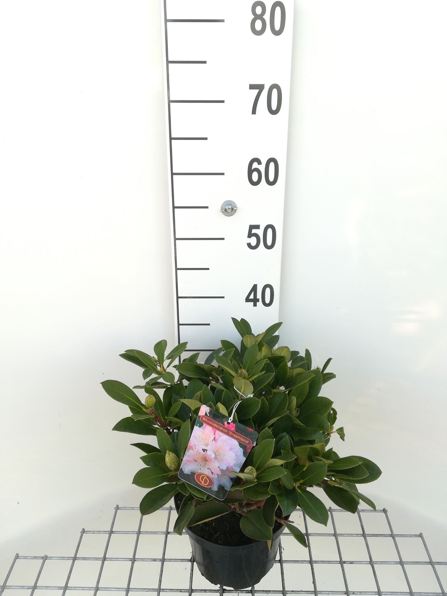 Rhododendron 'Dreamland' - pot - 25-30 cm