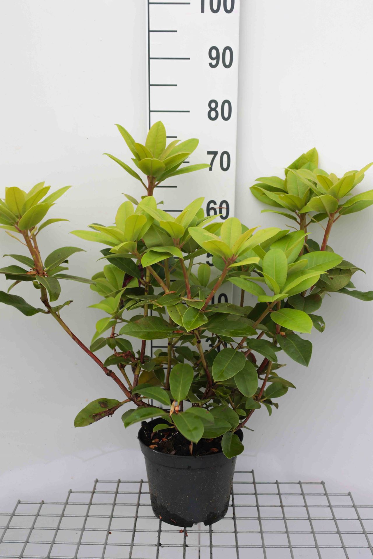 Rhododendron 'Germania' - pot - 40-50 cm