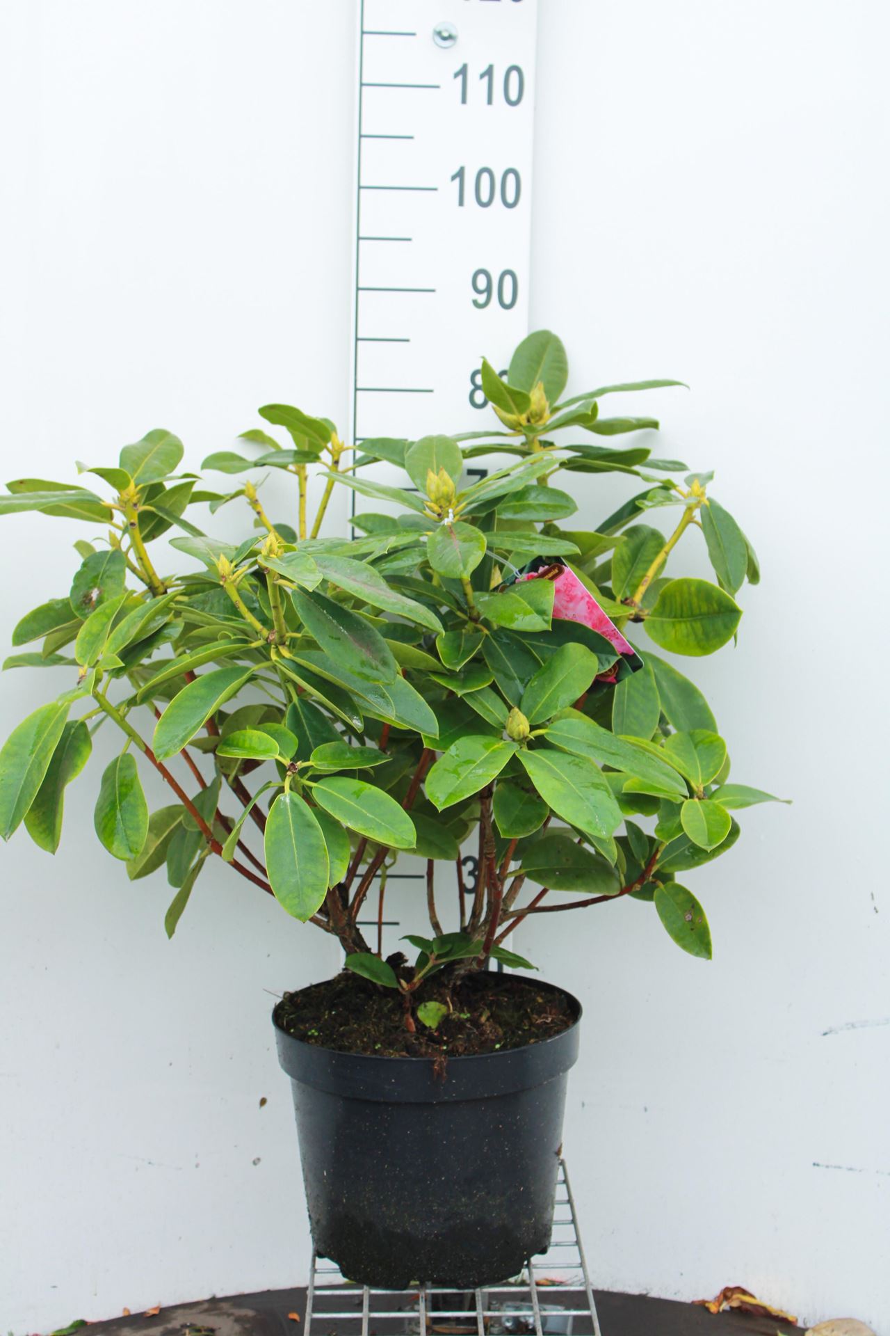 Rhododendron'Germania'- pot 10L - 60-80 cm afbeelding