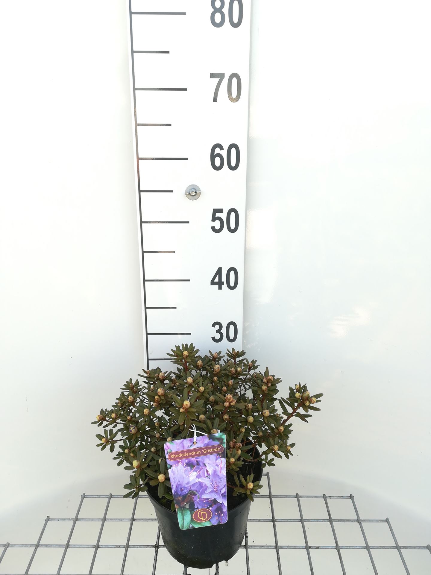 Rhododendron 'Gristede' - pot - 25-30 cm -
