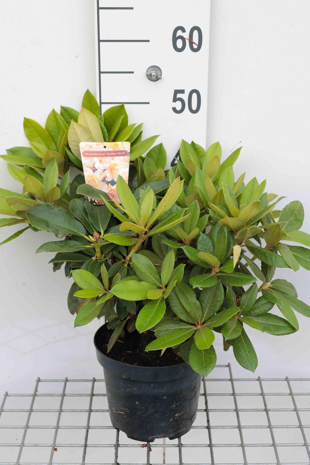 Rhododendron 'Golden Torch' - pot - 25-30 cm