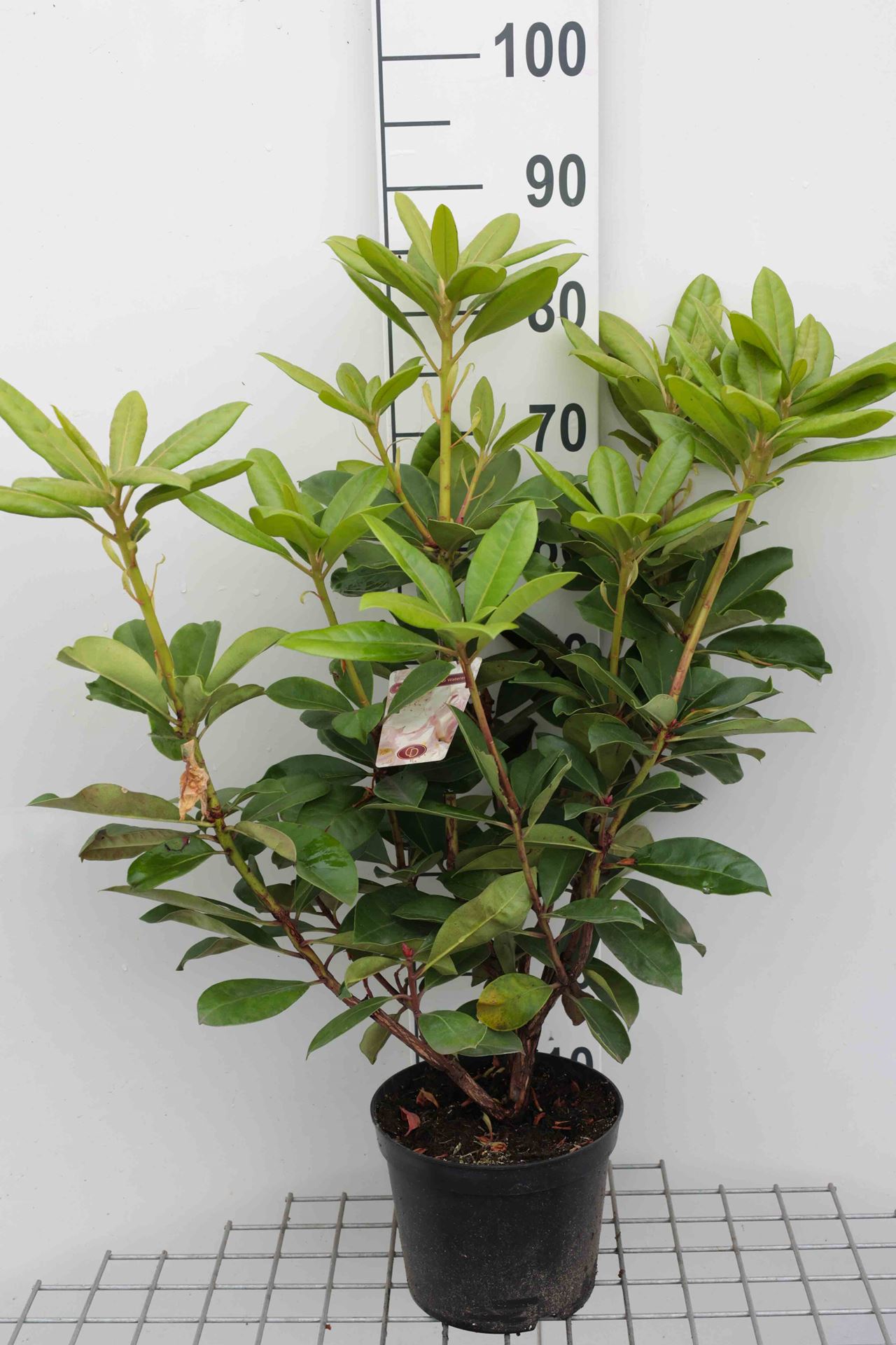 Rhododendron 'Gomer Waterer' - pot - 40-50 cm -