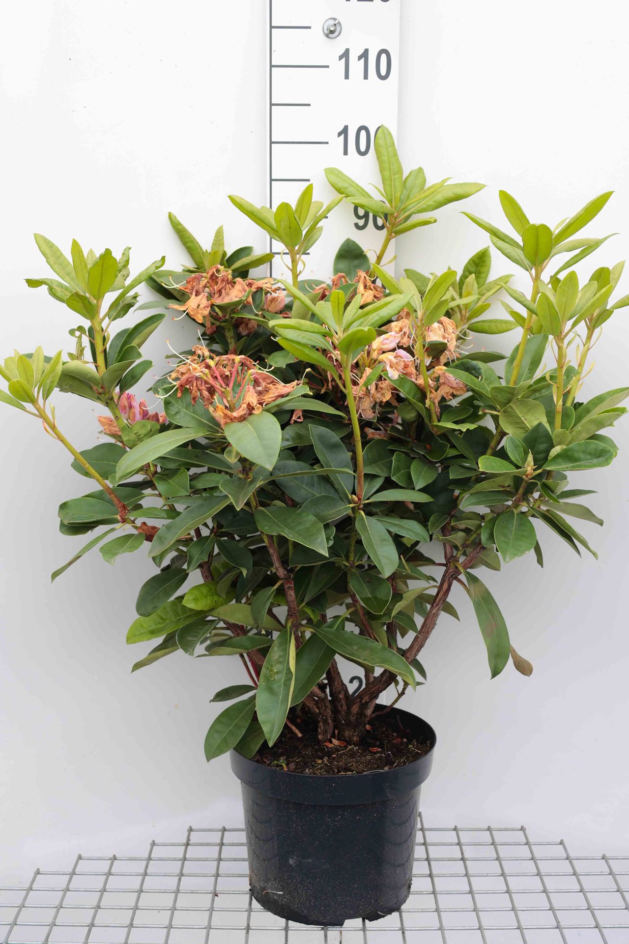 Rhododendron'Gomer Waterer'- pot 10L - 60-80 cm afbeelding
