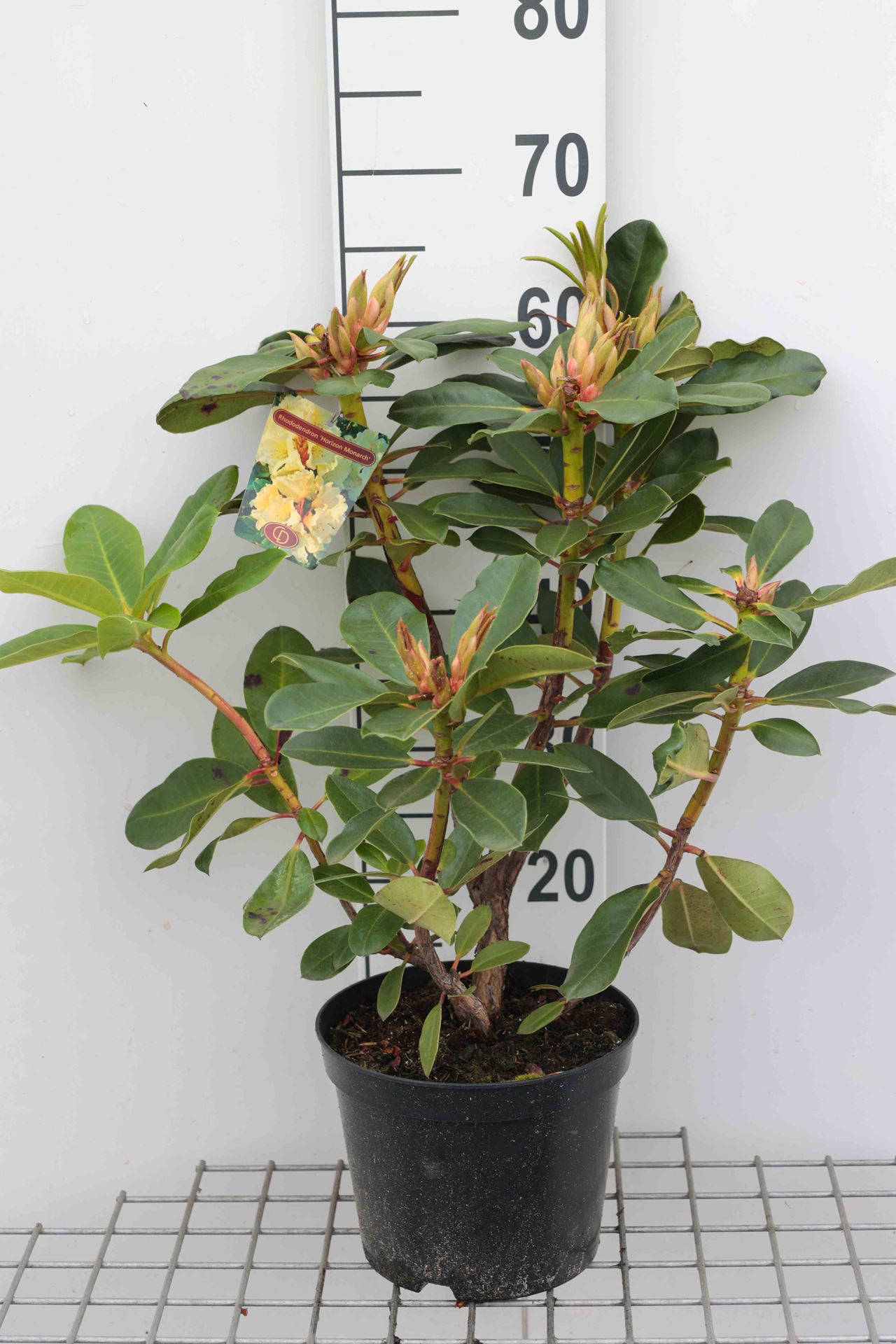 Rhododendron 'Horizon Monarch' - pot - 40-50 cm