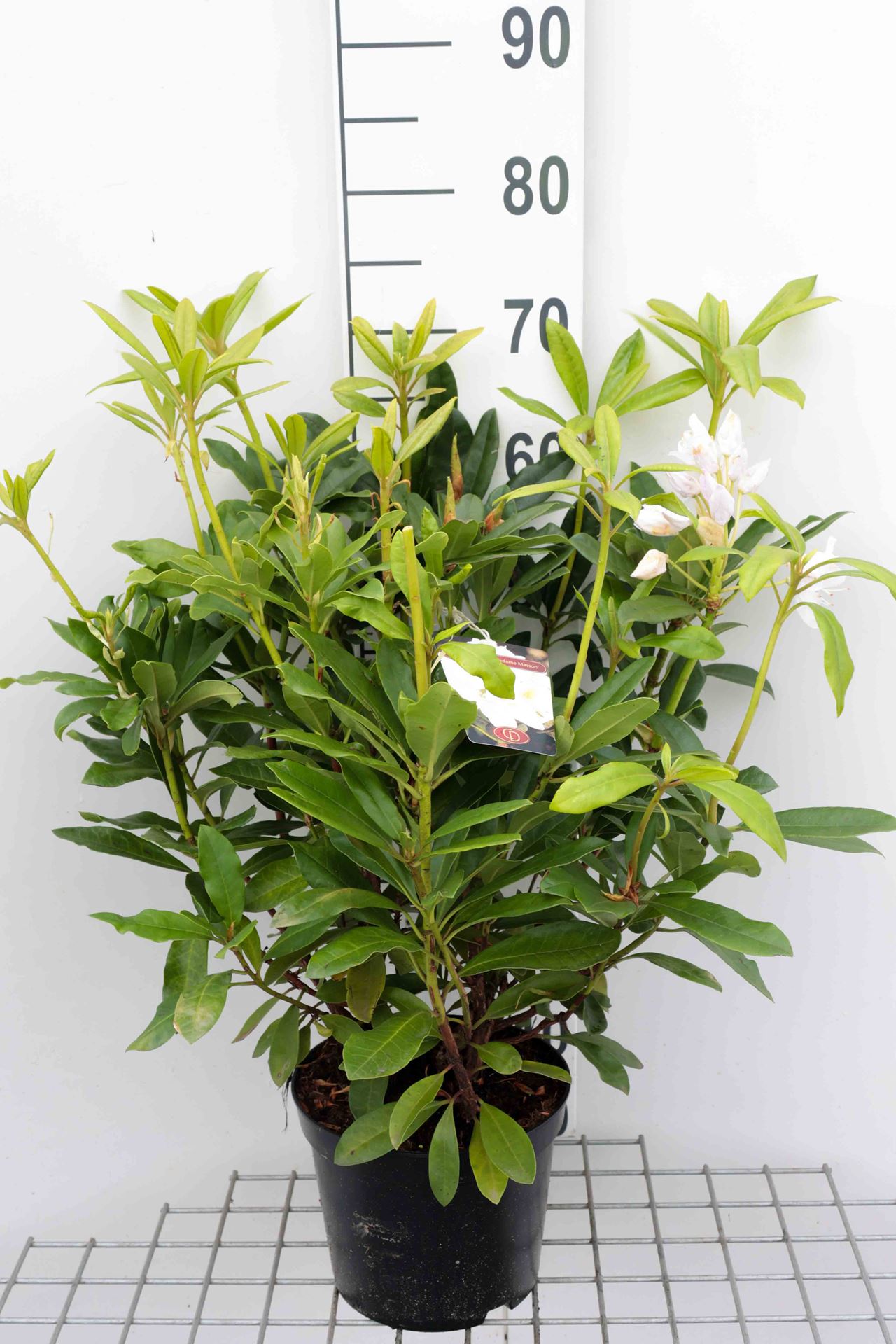 Rhododendron 'Madame Masson' - pot - 40-50 cm