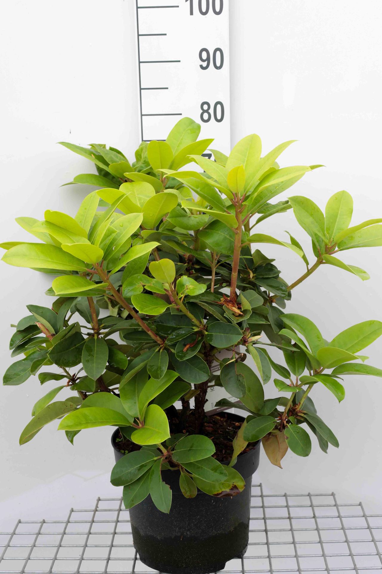 Rhododendron'Madame Masson'- pot 10L - 60-80 cm afbeelding